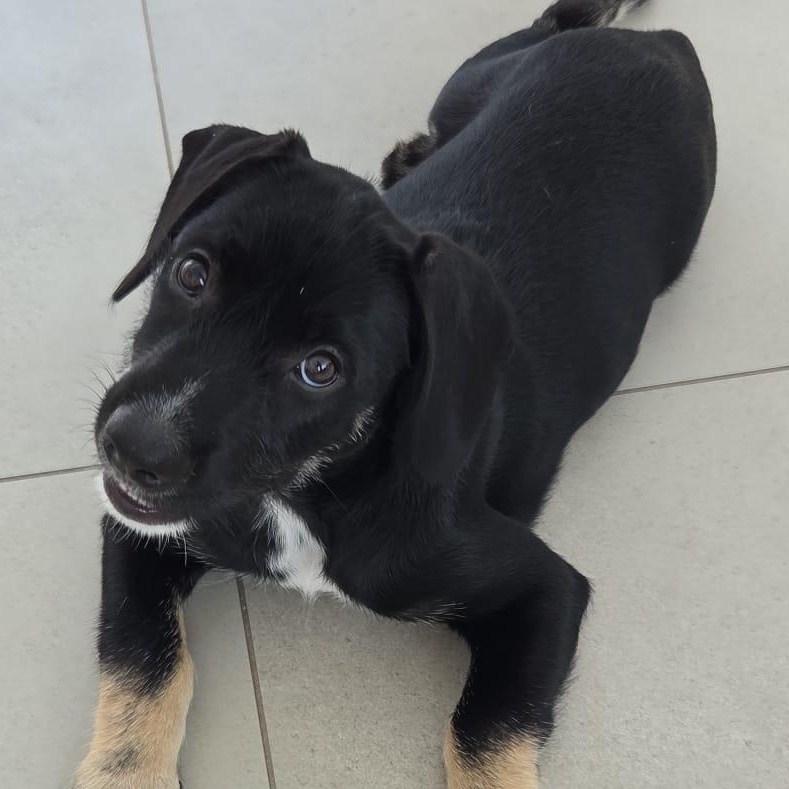 Lola, ADOPTABLE, Puppy Female Labrador Retriever.