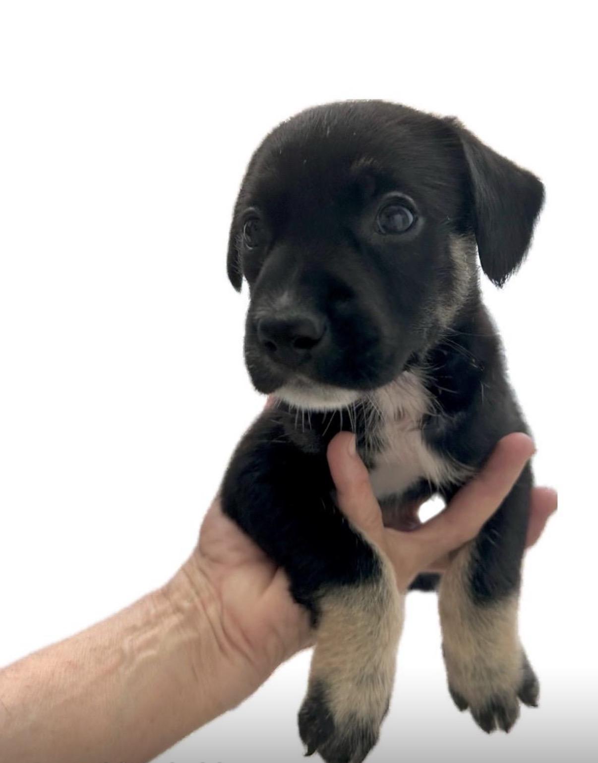 Enlarge Lola, a ADOPTABLE mixed breed in Staten Island , NY image 2/2