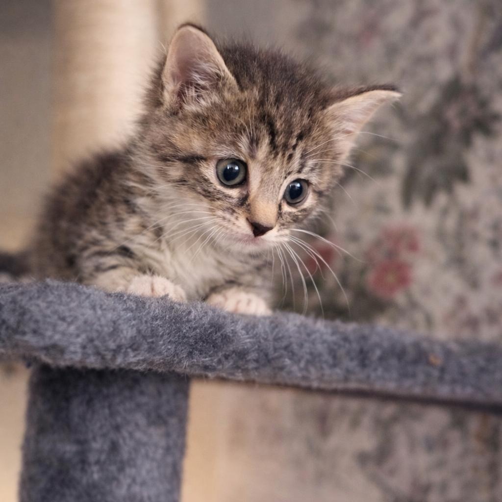 Enlarge Nova, an adopted mixed breed in Concord, NC image 2/2