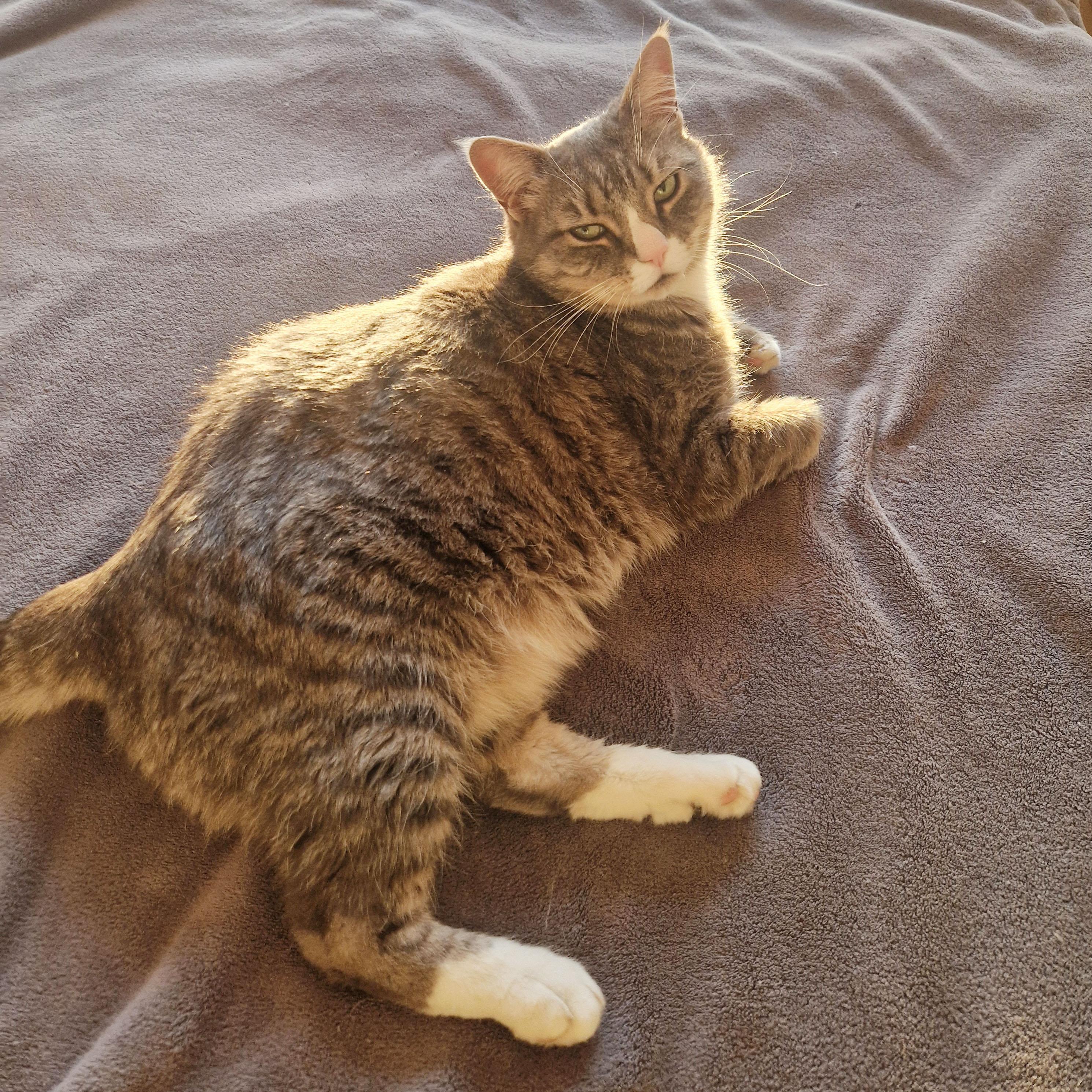 Enlarge Smokey, a ADOPTABLE Domestic Short Hair in BROOKLYN, NY image 6/6