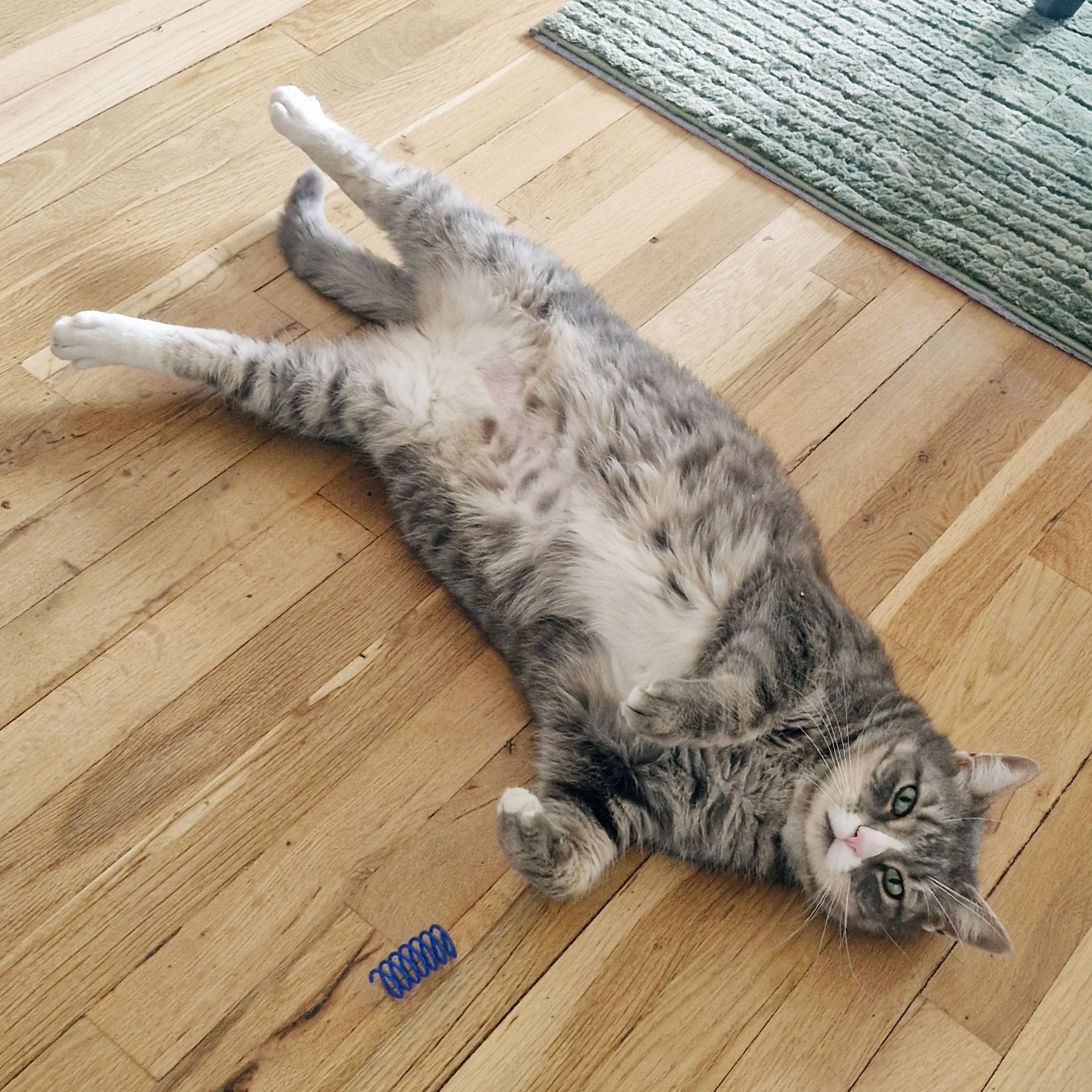 Enlarge Smokey, a ADOPTABLE Domestic Short Hair in BROOKLYN, NY image 2/6