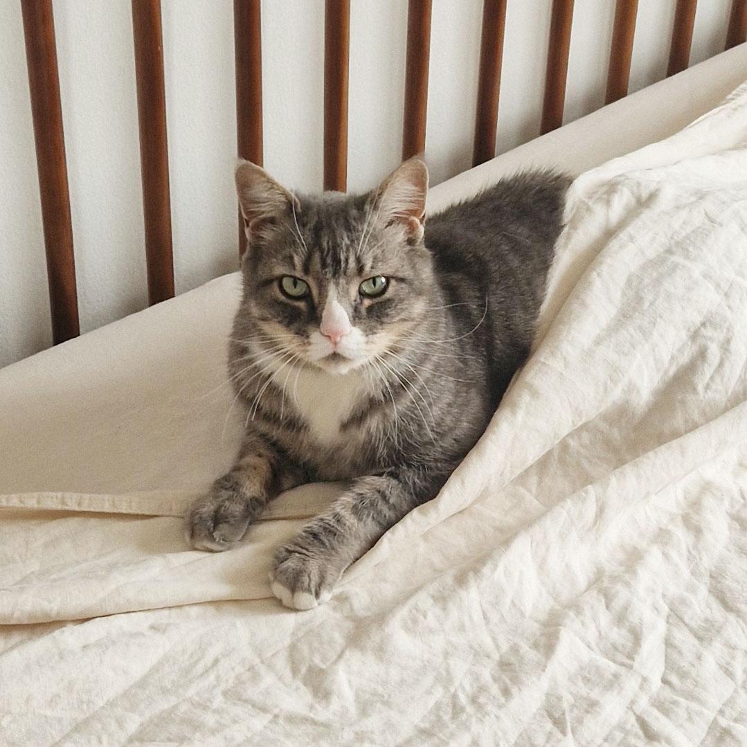 Enlarge Smokey, a ADOPTABLE Domestic Short Hair in BROOKLYN, NY image 5/6