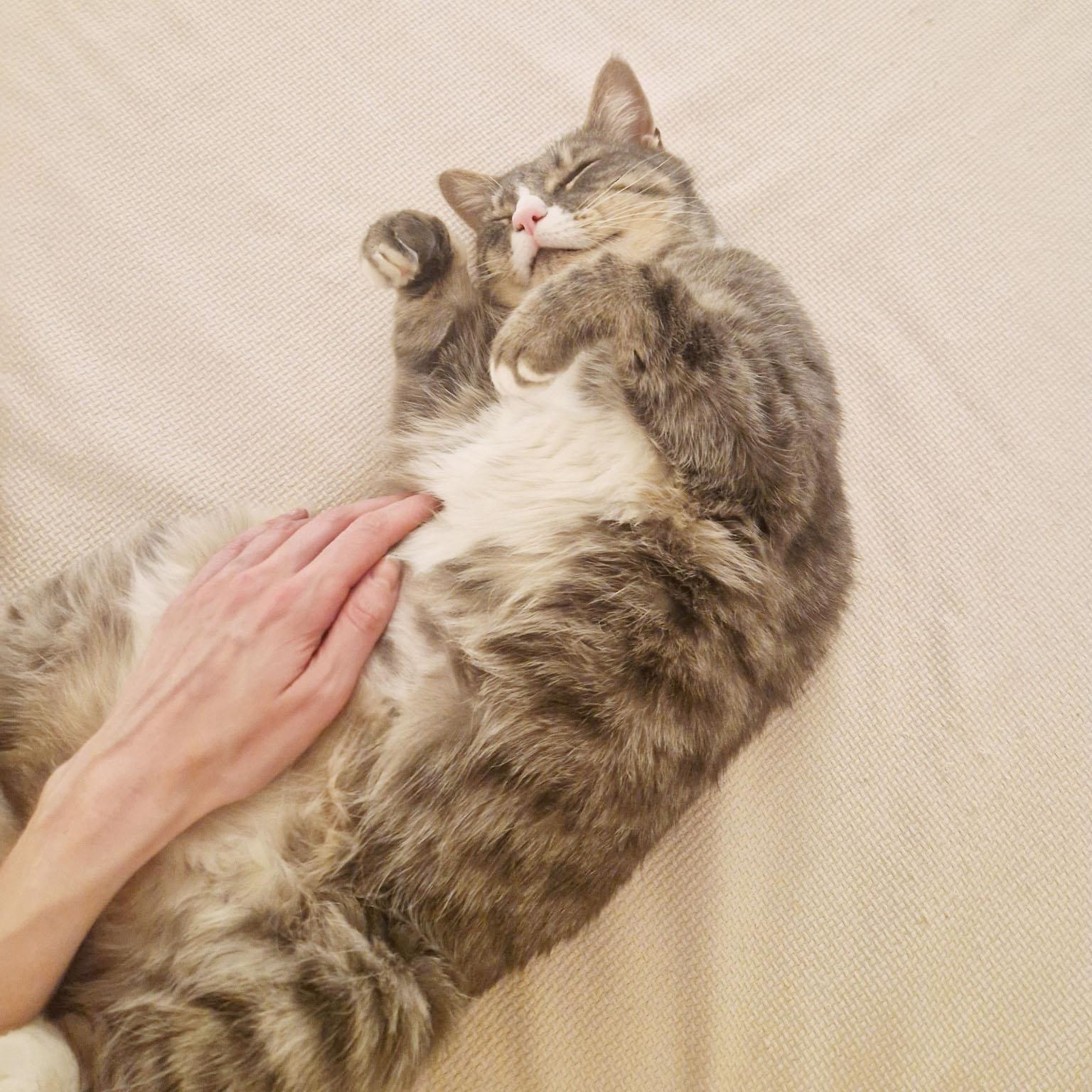 Enlarge Smokey, a ADOPTABLE Domestic Short Hair in BROOKLYN, NY image 1/6