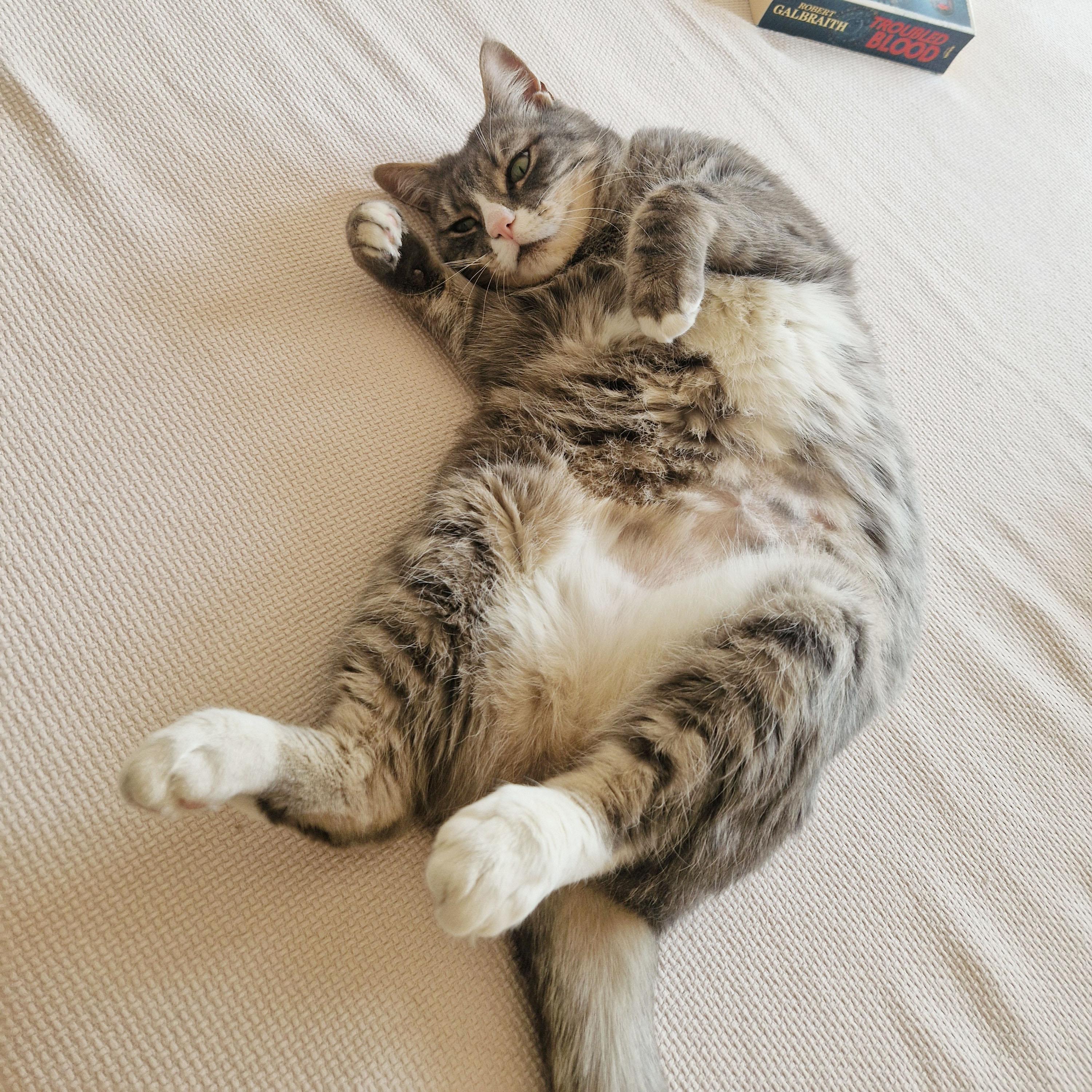 Enlarge Smokey, a ADOPTABLE Domestic Short Hair in BROOKLYN, NY image 3/6