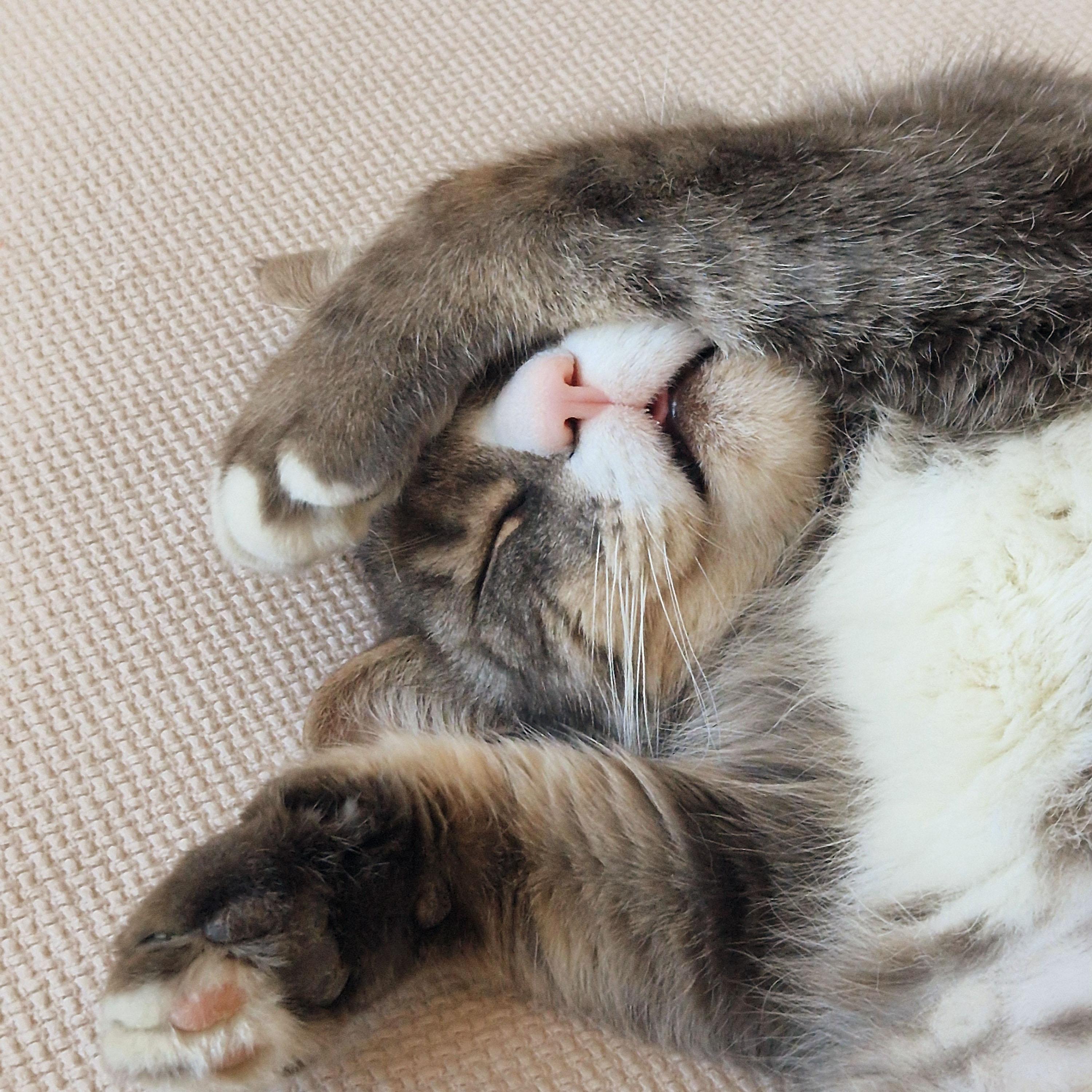 Enlarge Smokey, a ADOPTABLE Domestic Short Hair in BROOKLYN, NY image 4/6