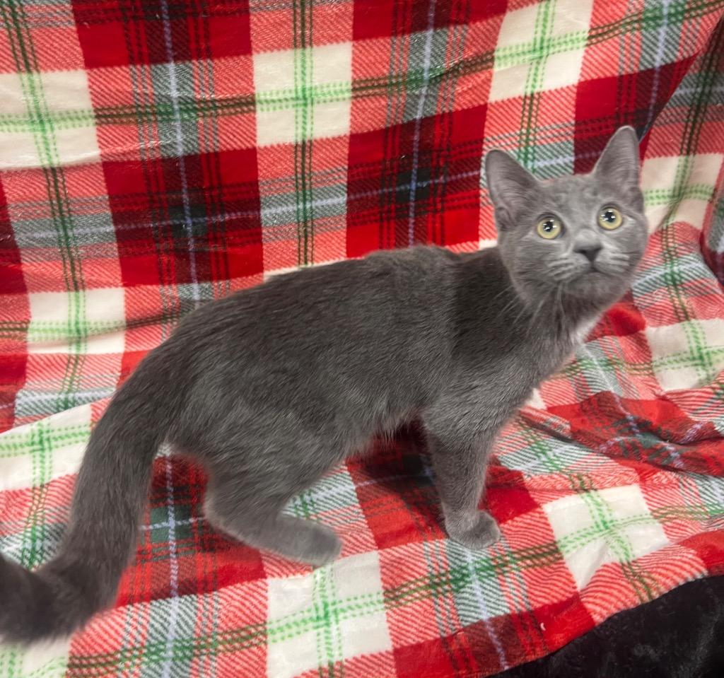 Amazing, Adoptable, Kitten Female Domestic Short Hair.
