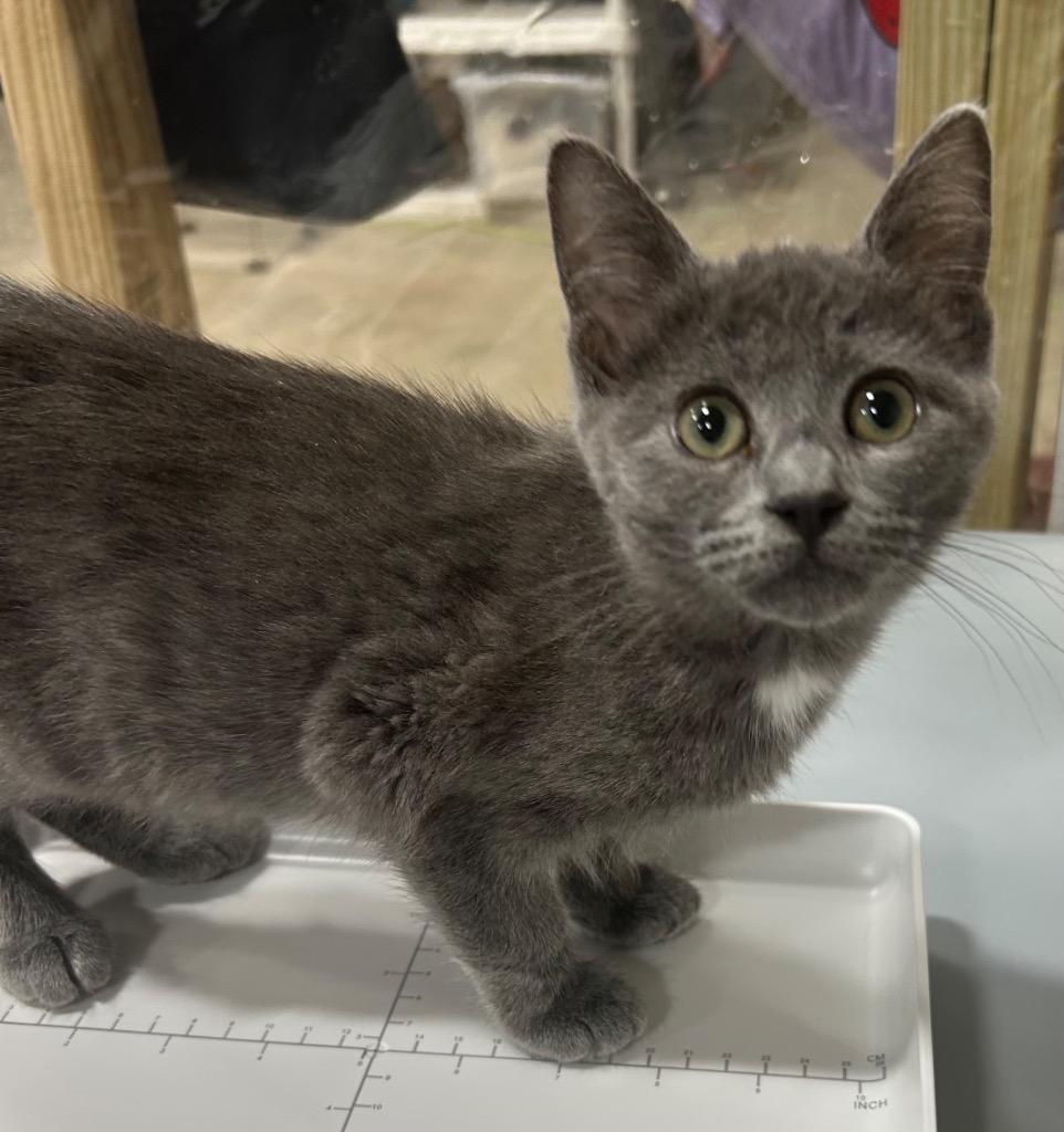 Enlarge Amazing, a Adoptable mixed breed in Corpus Christi, TX image 3/4