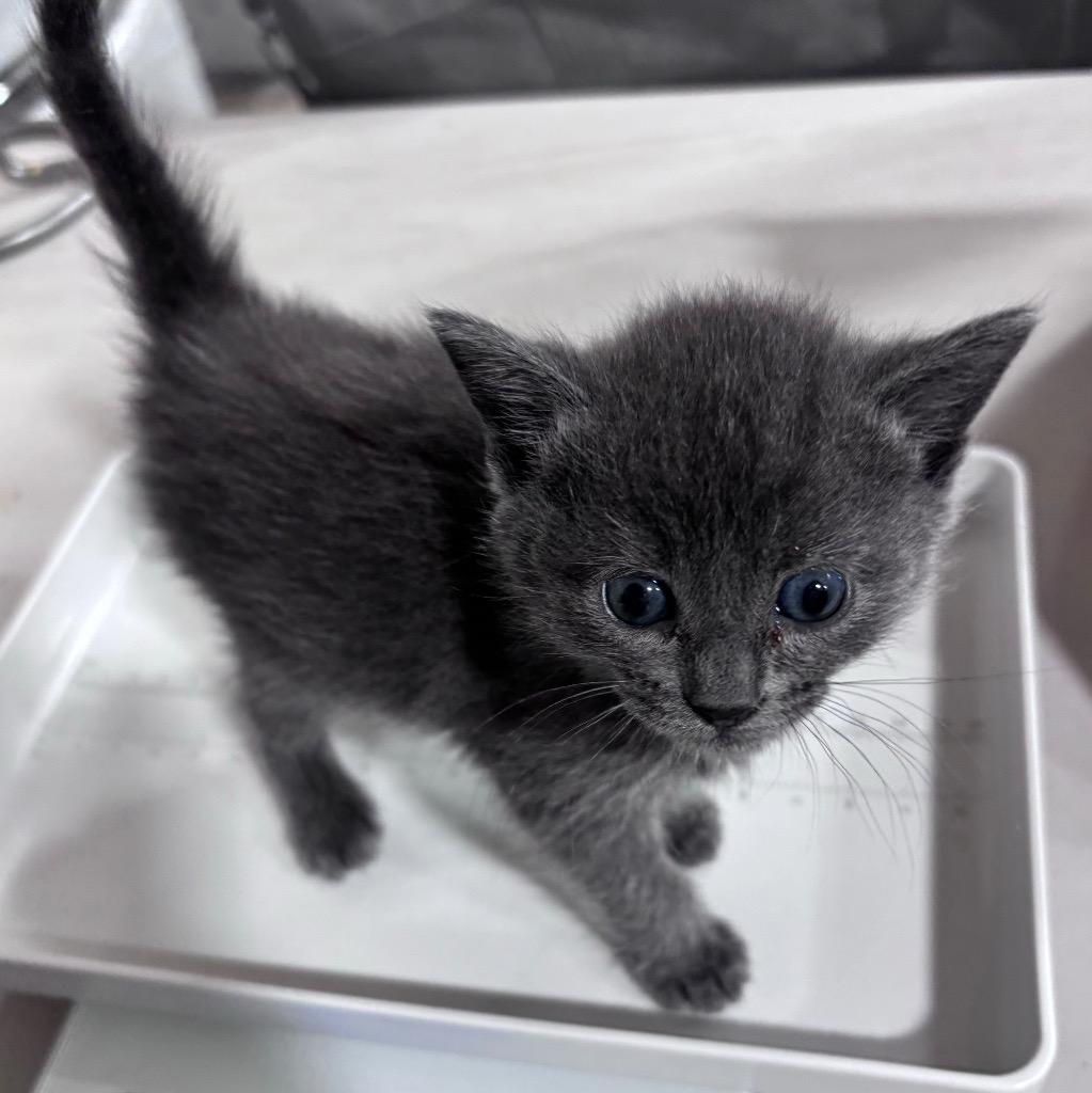 Enlarge Amazing, a Adoptable mixed breed in Corpus Christi, TX image 4/4