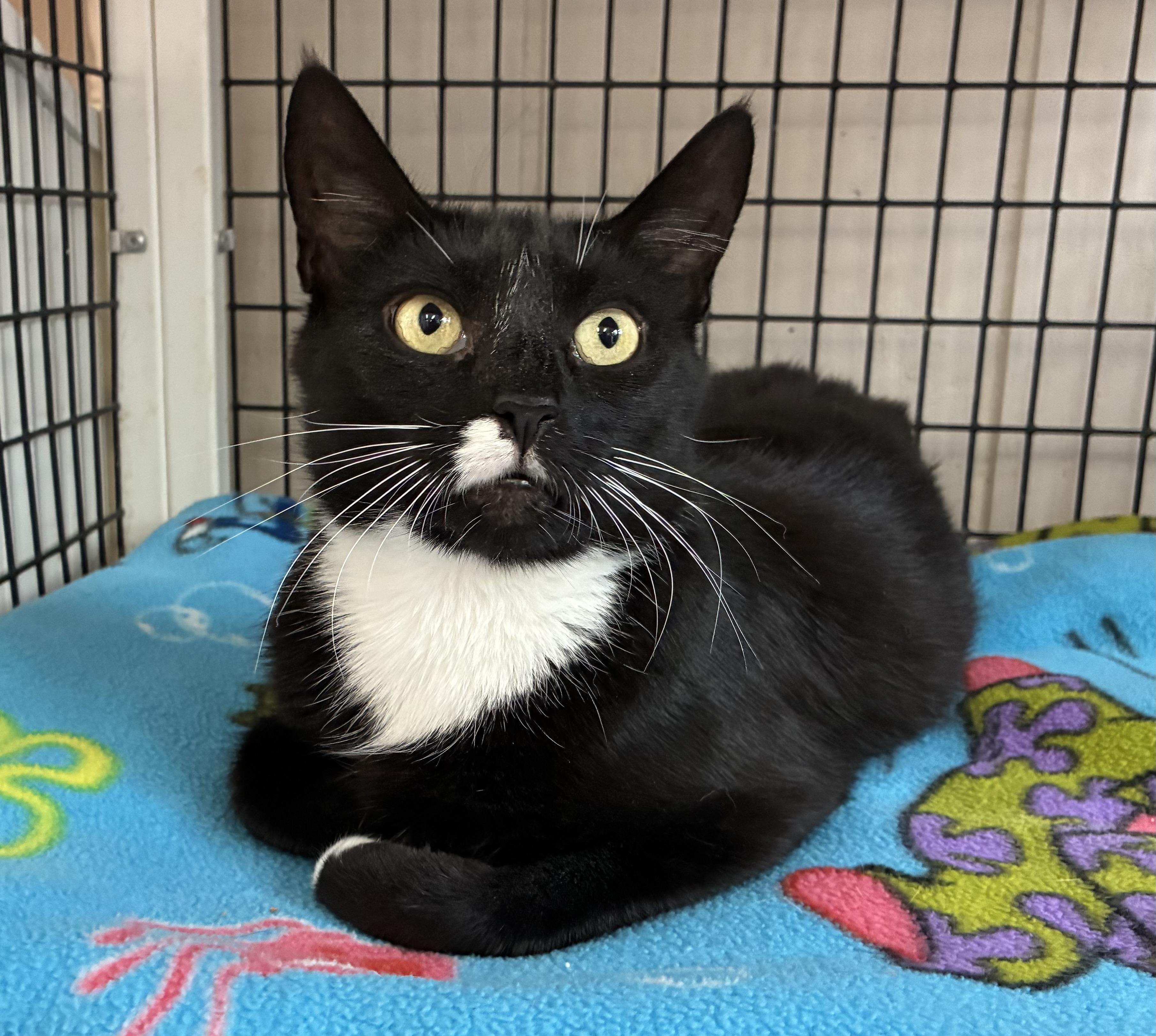 Enlarge Starling, a ADOPTABLE Domestic Short Hair in Breinigsville, PA image 1/2