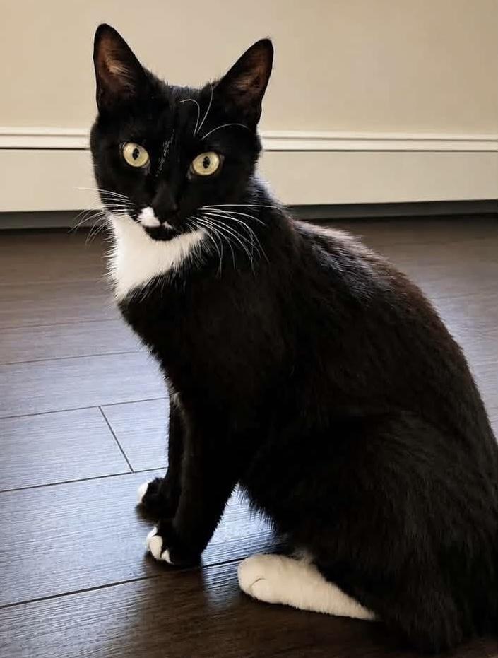 Enlarge Starling, a ADOPTABLE Domestic Short Hair in Breinigsville, PA image 1/1