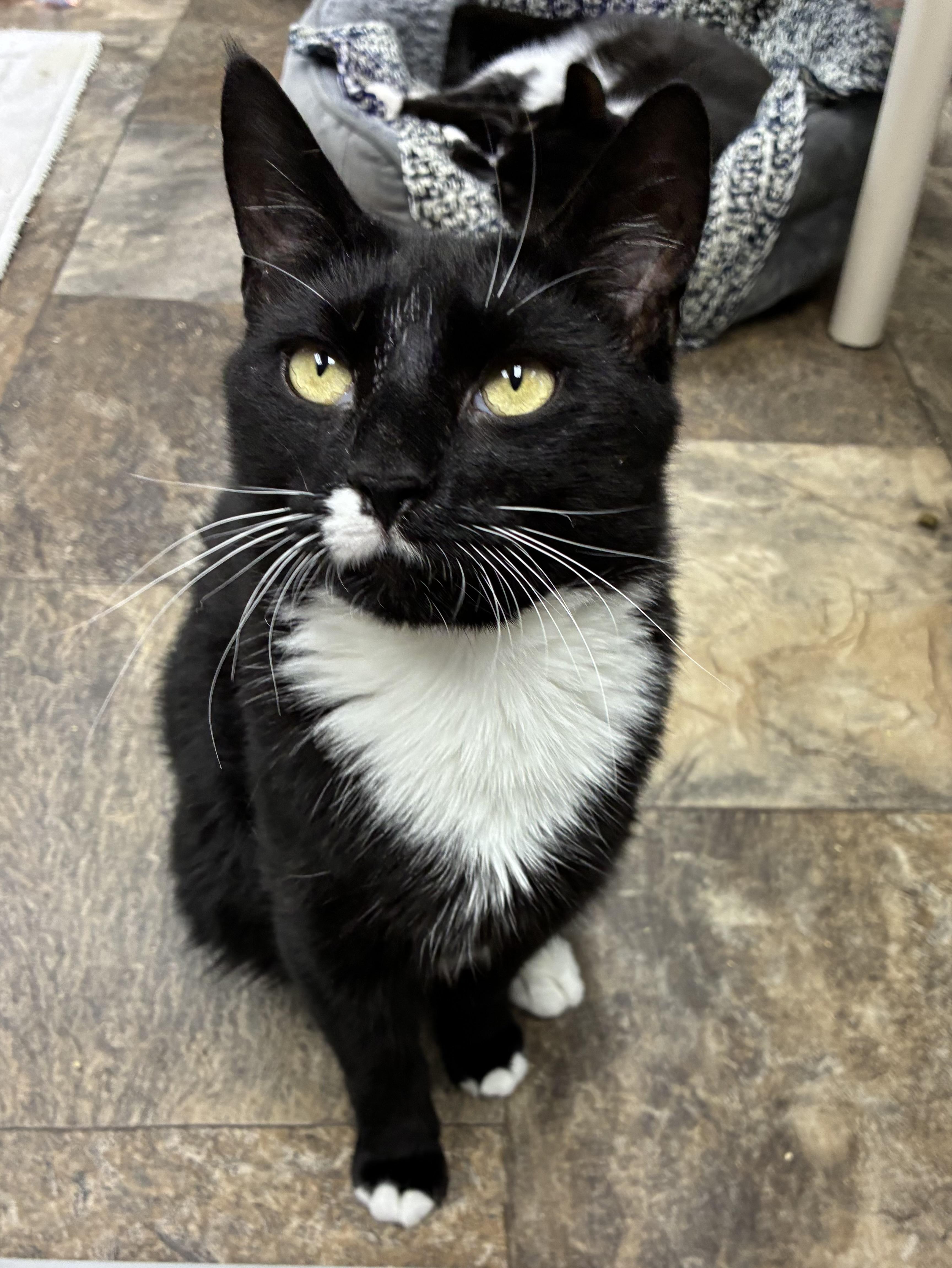 Enlarge Starling, a Adoptable Domestic Short Hair in Breinigsville, PA image 1/3