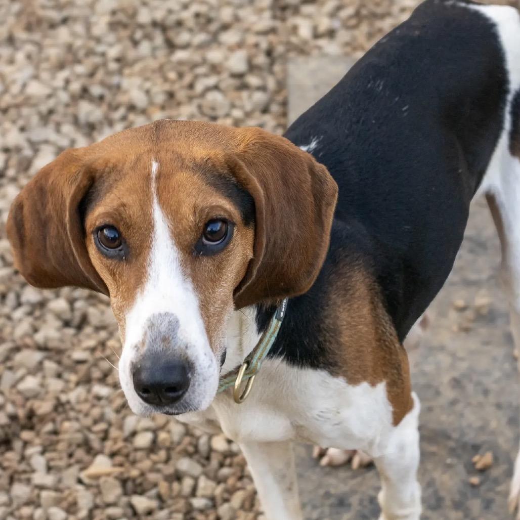 Enlarge Eddie, a Adoptable Treeing Walker Coonhound in Duck River, TN image 1/4
