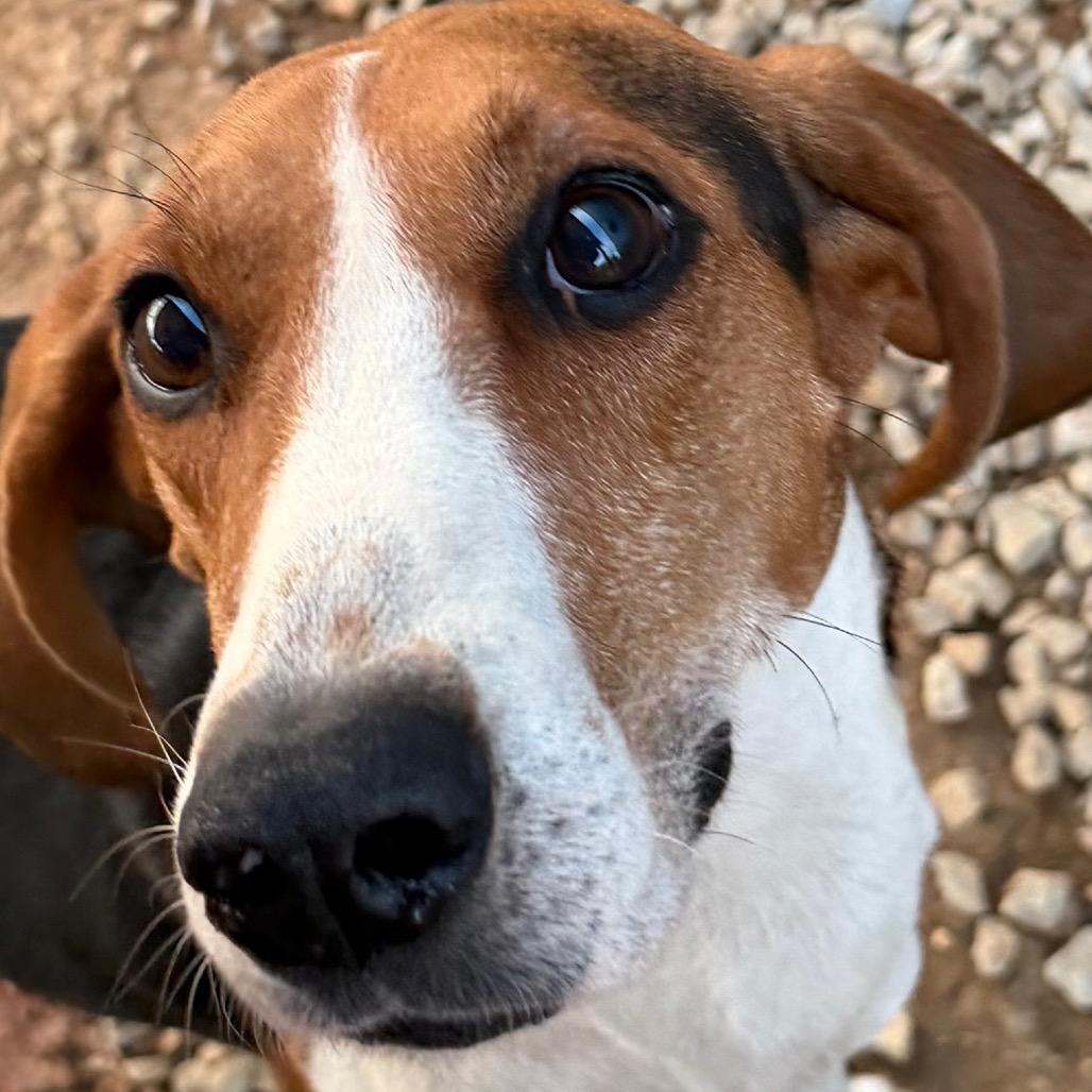 Enlarge Eddie, a Adoptable Treeing Walker Coonhound in Duck River, TN image 2/4