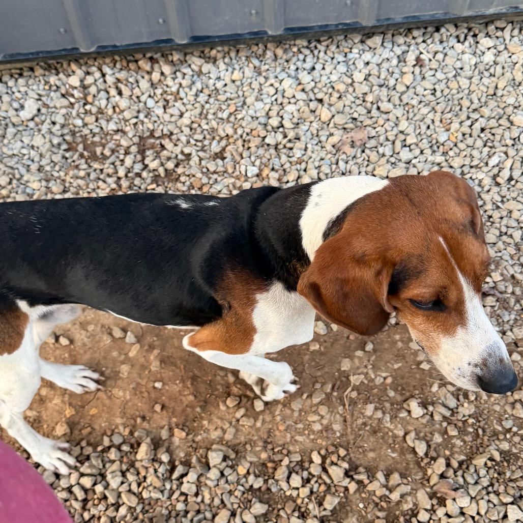 Enlarge Eddie, a Adoptable Treeing Walker Coonhound in Duck River, TN image 3/4