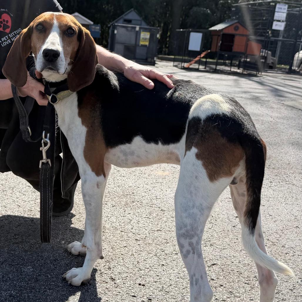 Enlarge Eddie, a Adoptable Treeing Walker Coonhound in Duck River, TN image 4/4