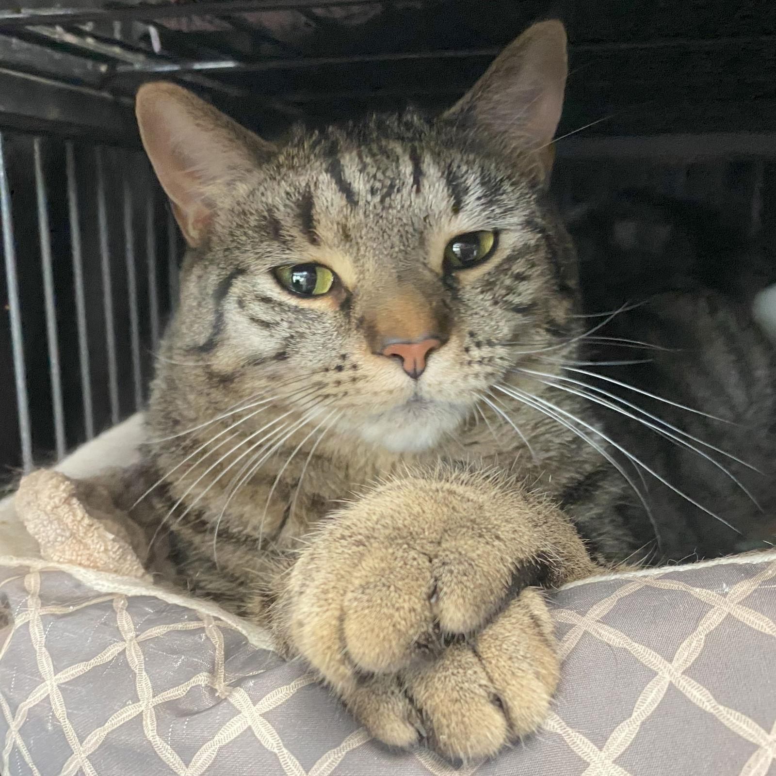 Enlarge Drusilla, a Adoptable mixed breed in Gettysburg, PA image 1/3