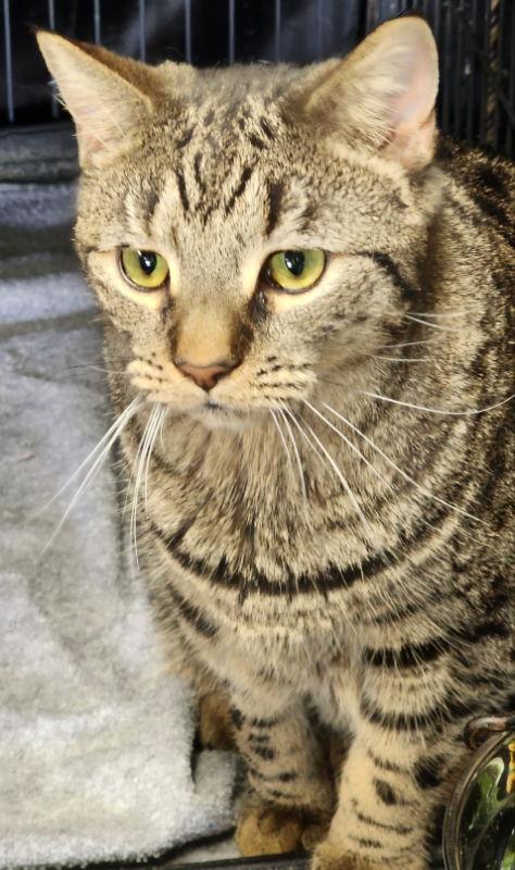 Enlarge Drusilla, a Adoptable mixed breed in Gettysburg, PA image 2/3