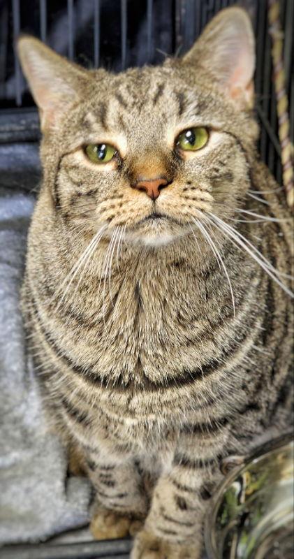 Drusilla, Adoptable, Adult Female Domestic Short Hair & Tabby.