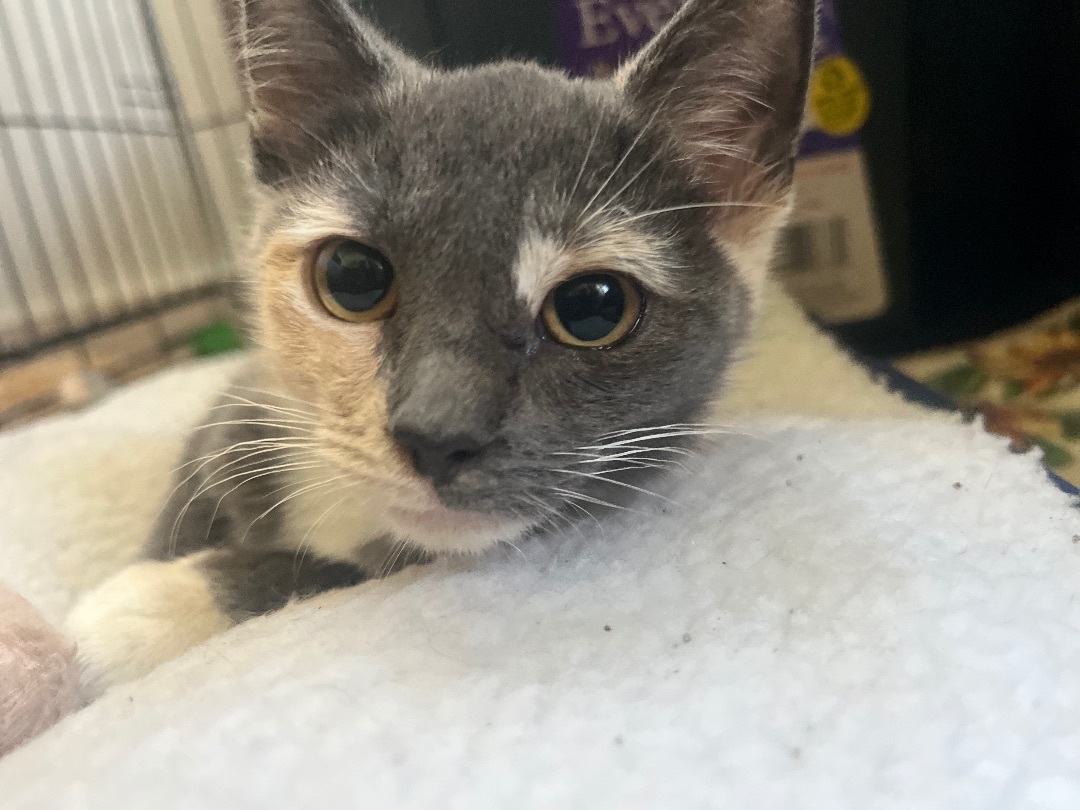 Enlarge Little China, a Adopted Domestic Short Hair in Waveland, IN image 1/5