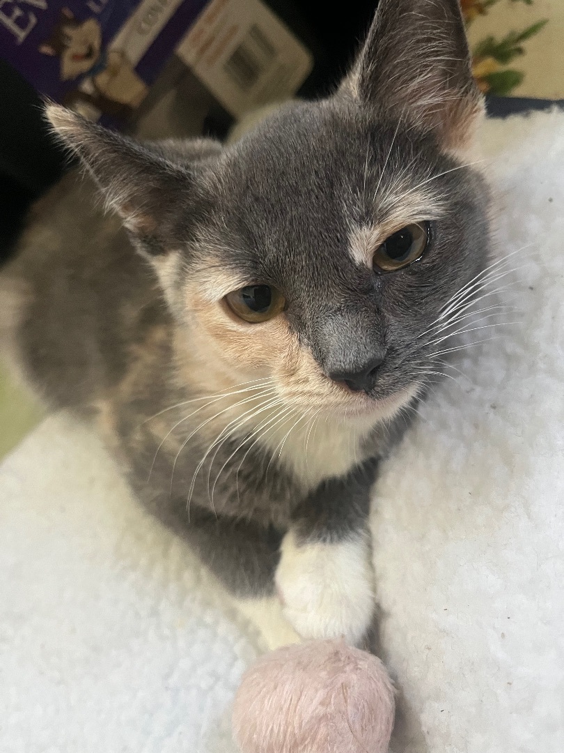 Enlarge Little China, a Adopted Domestic Short Hair in Waveland, IN image 2/5