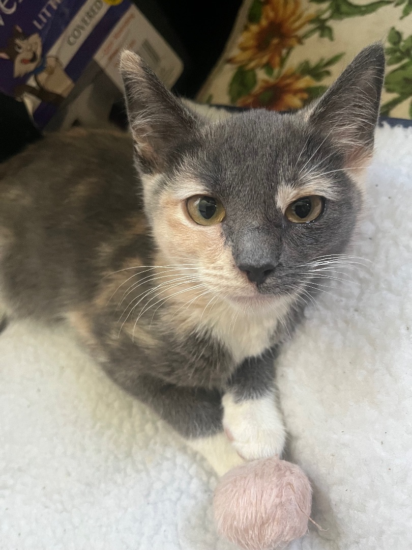 Enlarge Little China, a Adopted Domestic Short Hair in Waveland, IN image 4/5