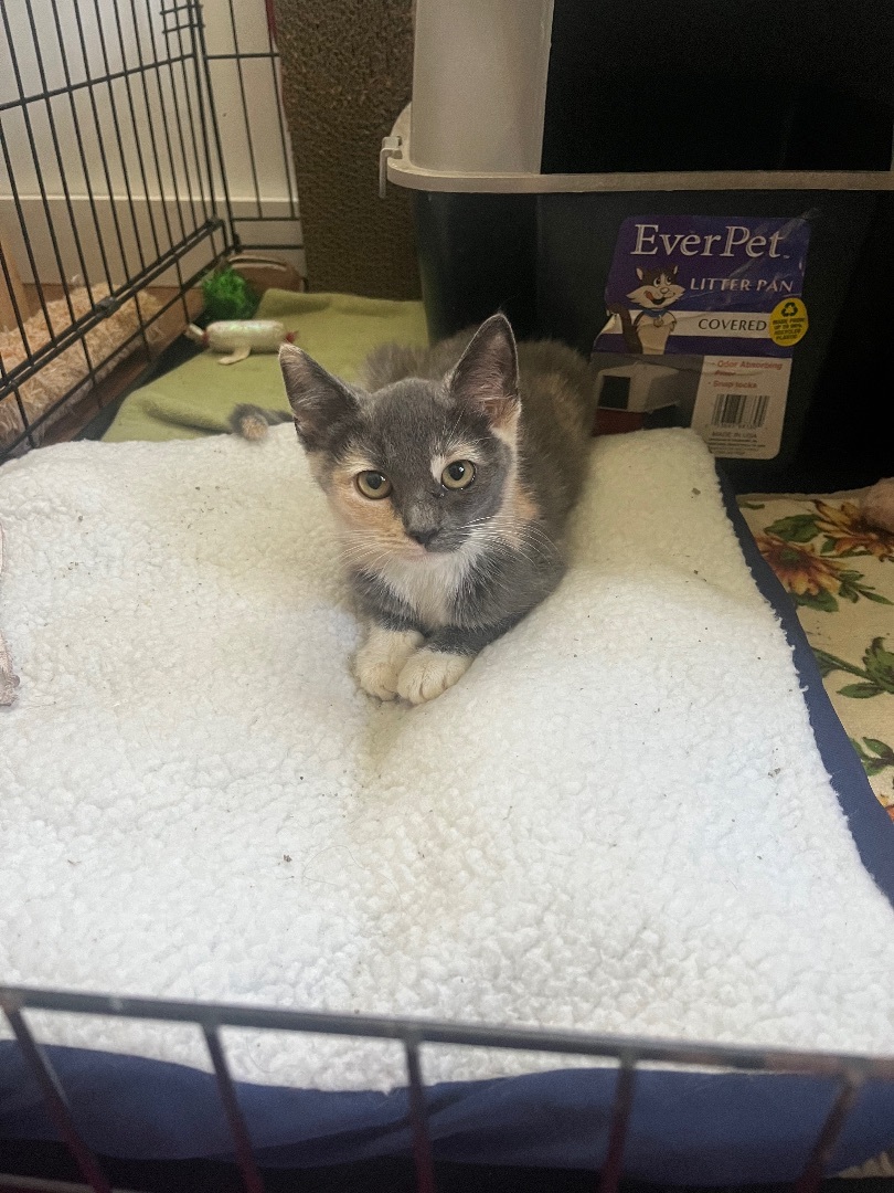 Enlarge Little China, a Adopted Domestic Short Hair in Waveland, IN image 5/5