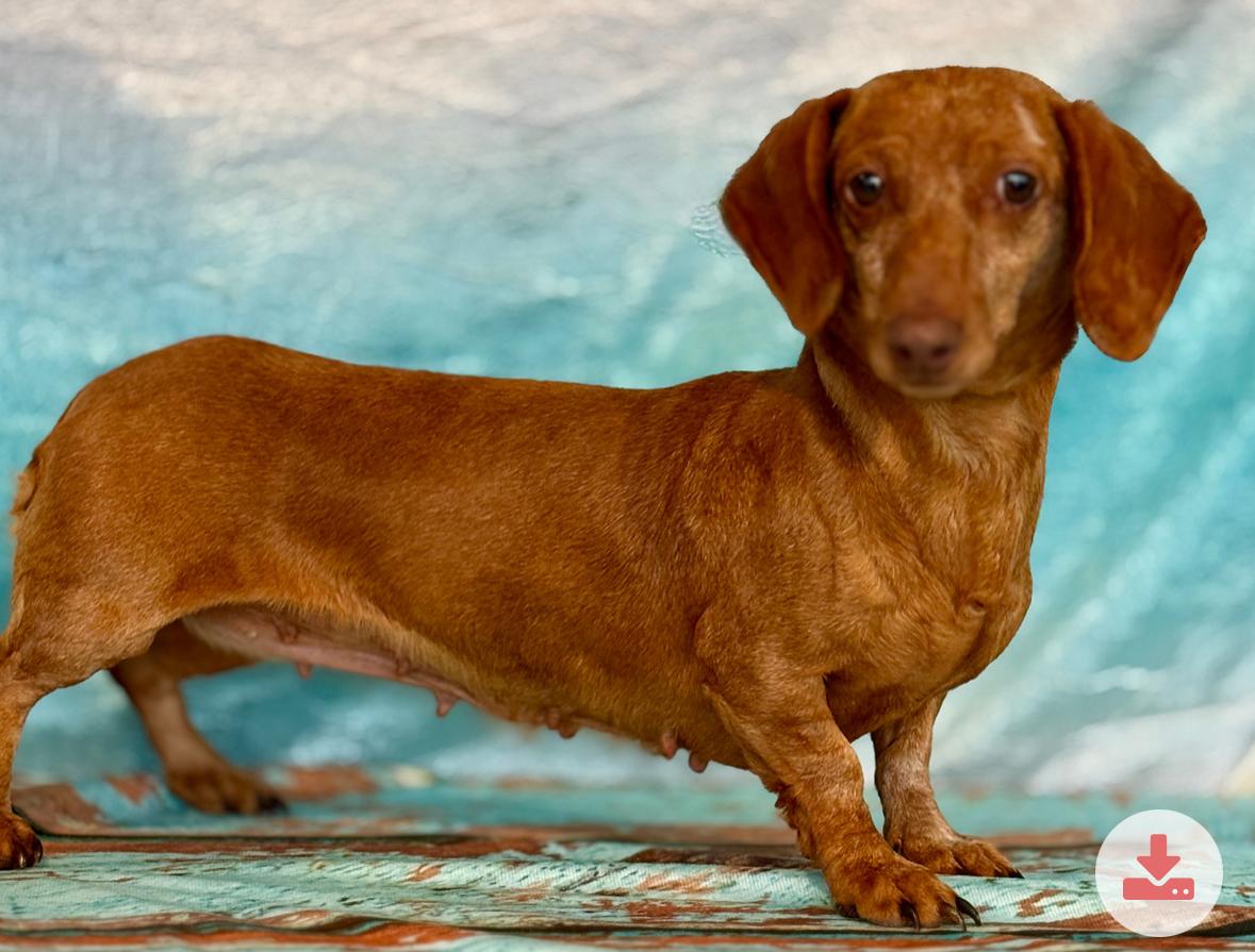 Enlarge Jessie 4621, an adopted Dachshund in Boca Raton, FL image 1/1