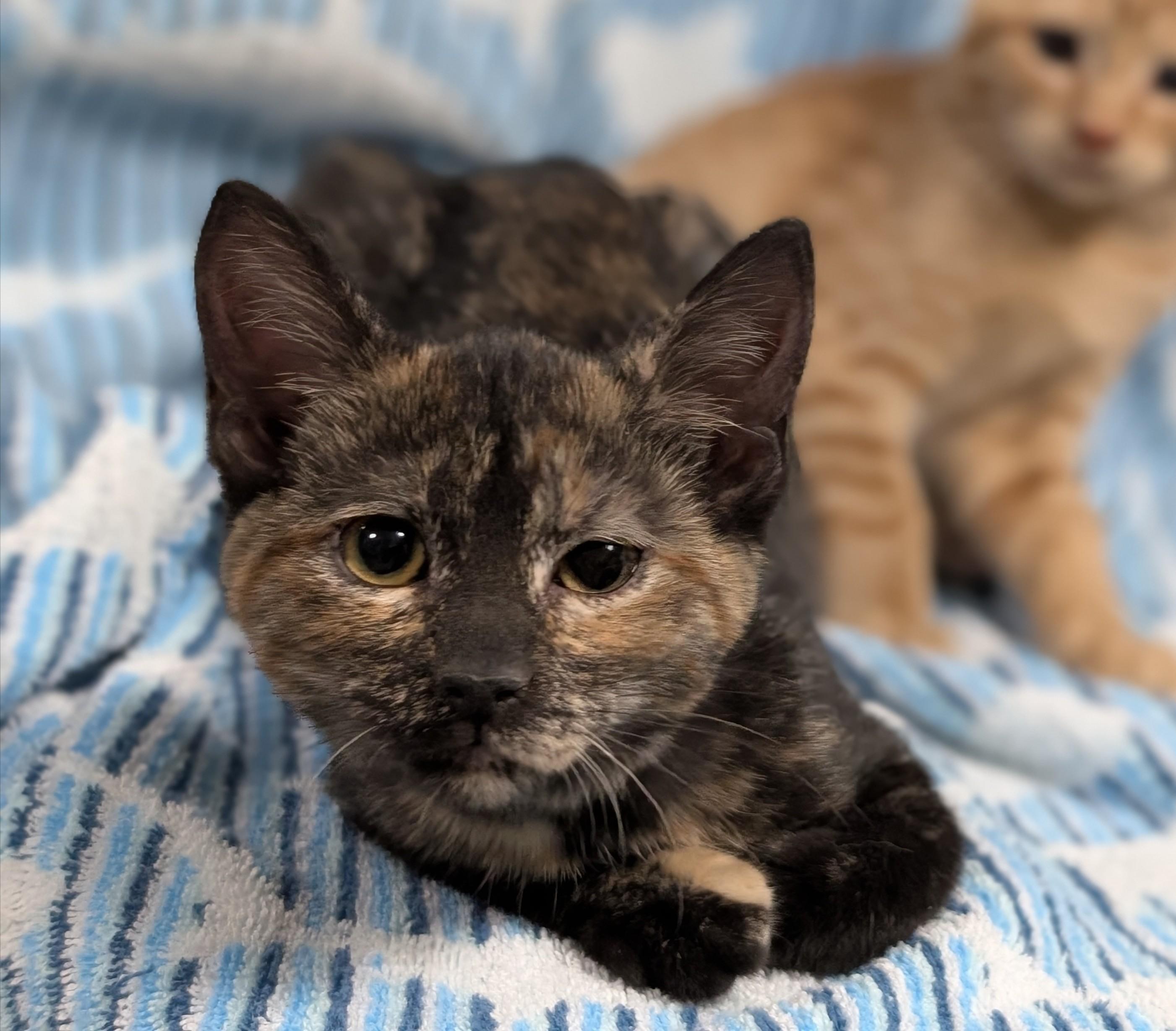 Roo, an adopted Domestic Short Hair in West Lafayette, IN image 4/5