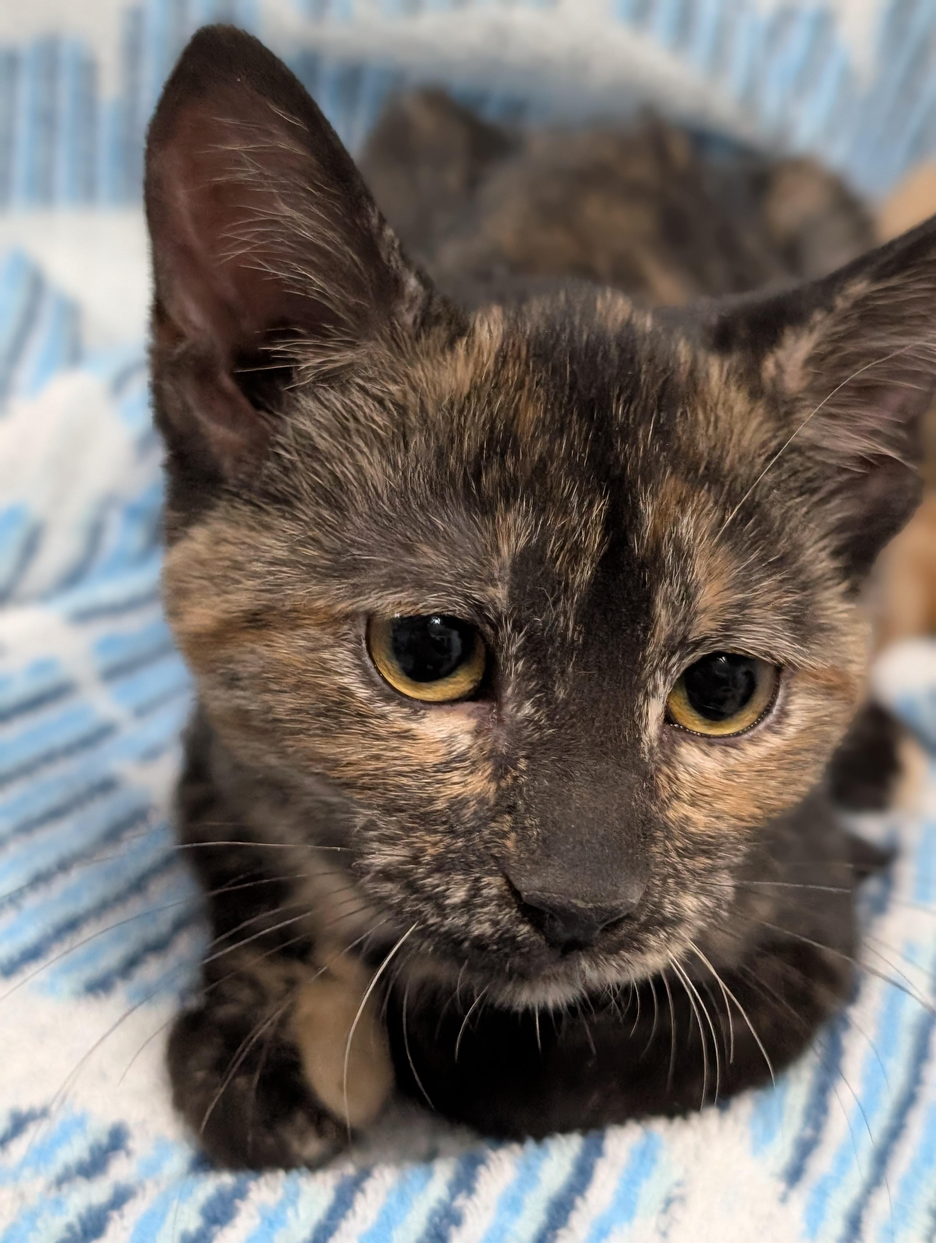 Roo, an adopted Domestic Short Hair in West Lafayette, IN image 3/5