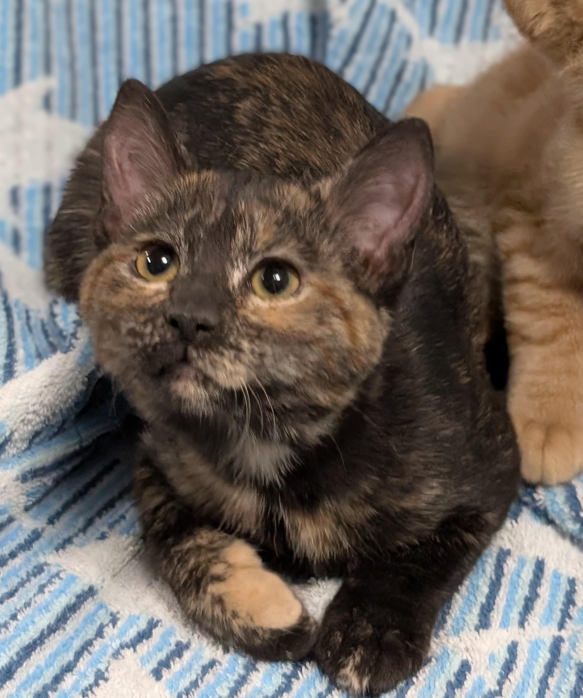 Roo, an adopted Domestic Short Hair in West Lafayette, IN image 2/5