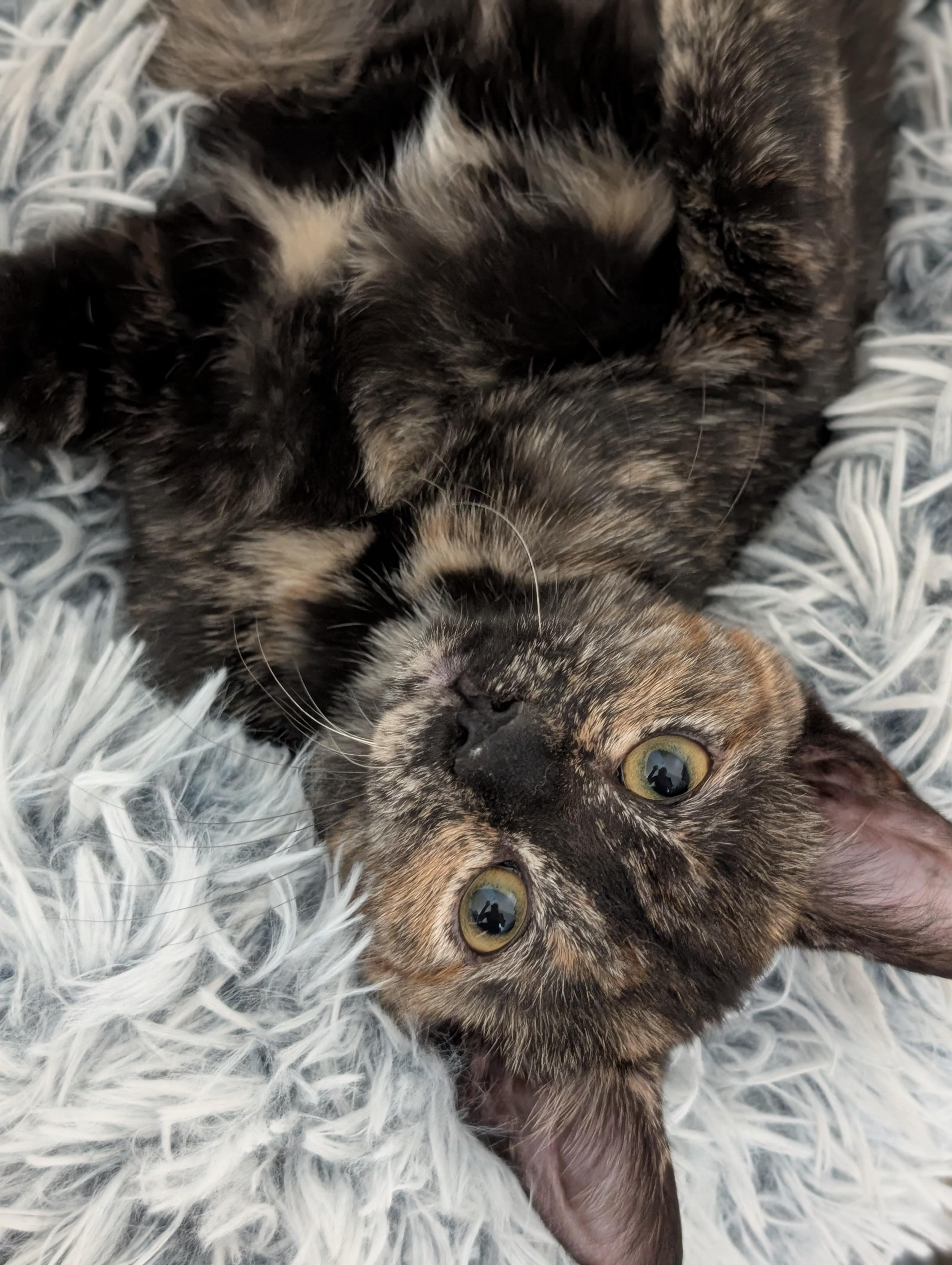 Roo, an adopted Domestic Short Hair in West Lafayette, IN image 5/5