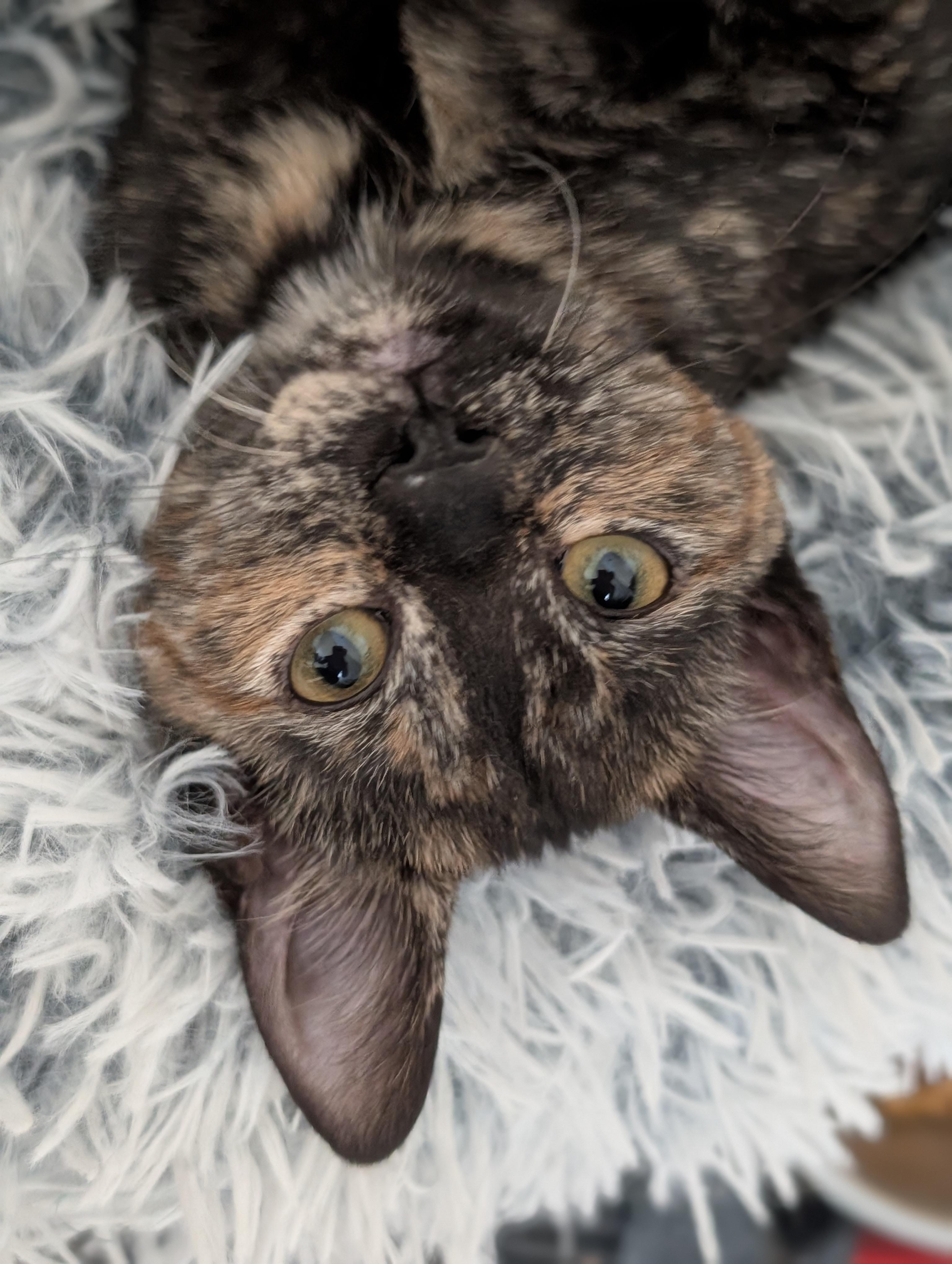 Roo, an adopted Domestic Short Hair in West Lafayette, IN image 1/5