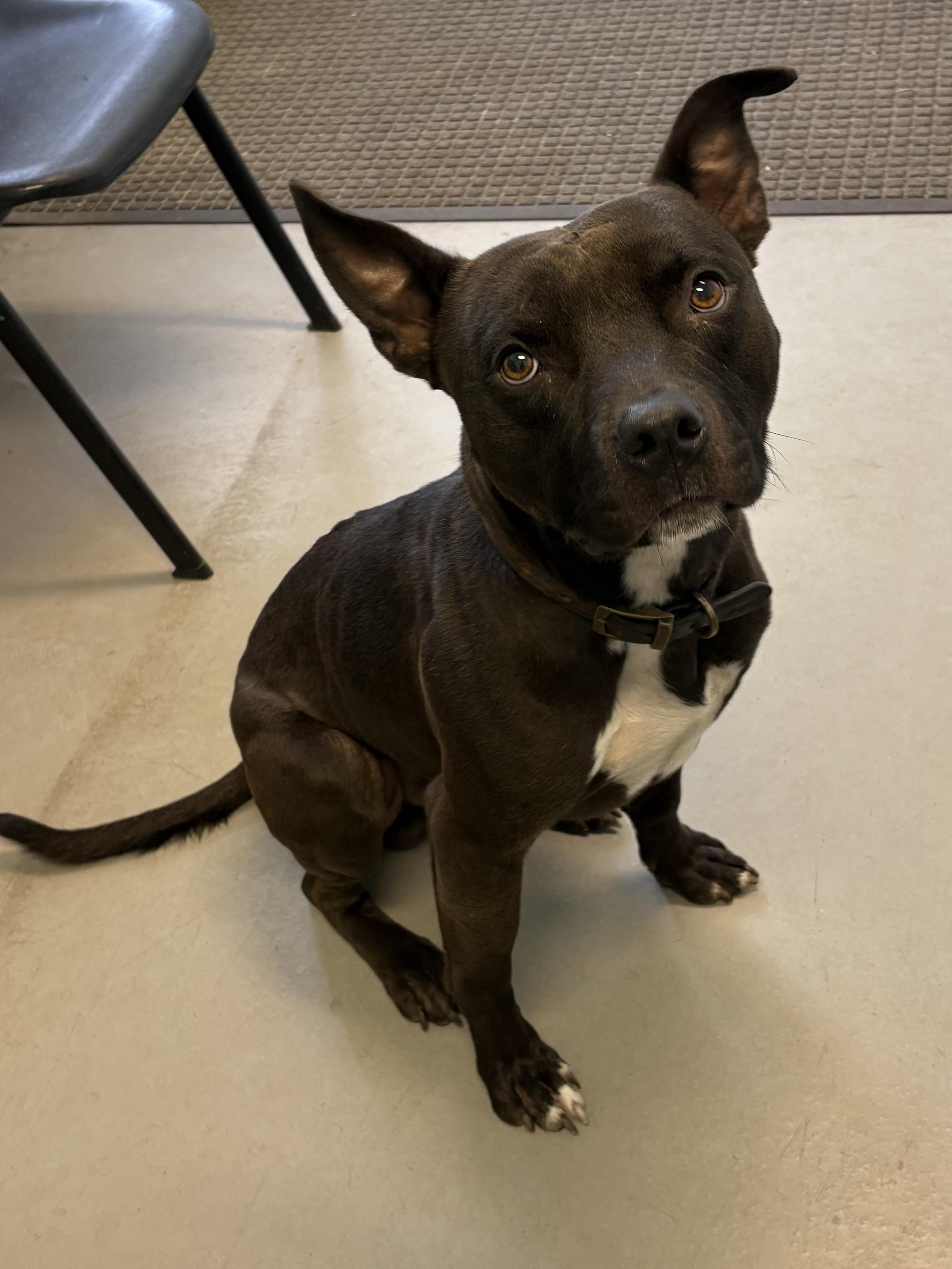 Enlarge Blue, a Adoptable Mixed Breed in Big Rapids, MI image 3/5