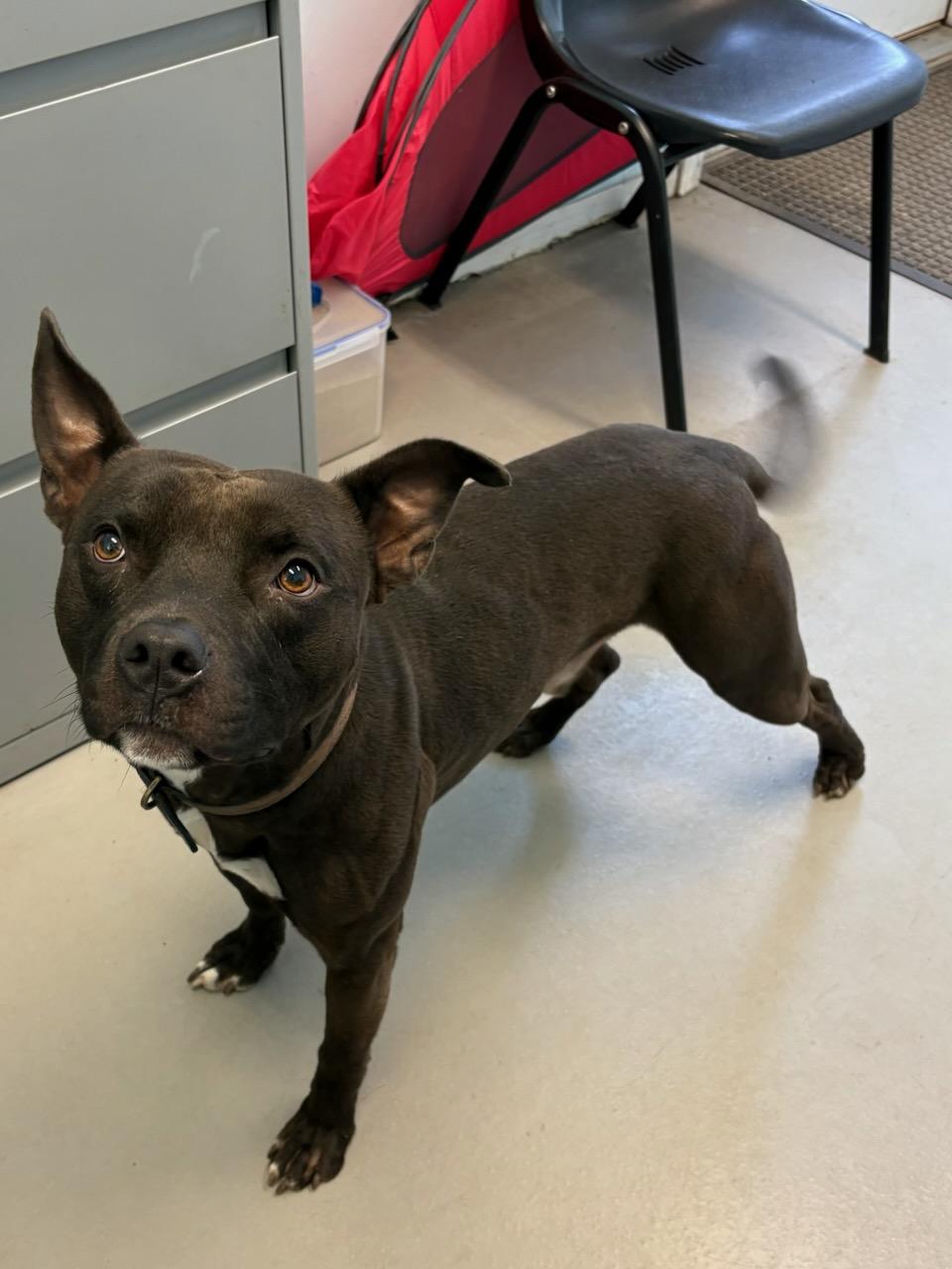 Enlarge Blue, a Adoptable Mixed Breed in Big Rapids, MI image 4/5