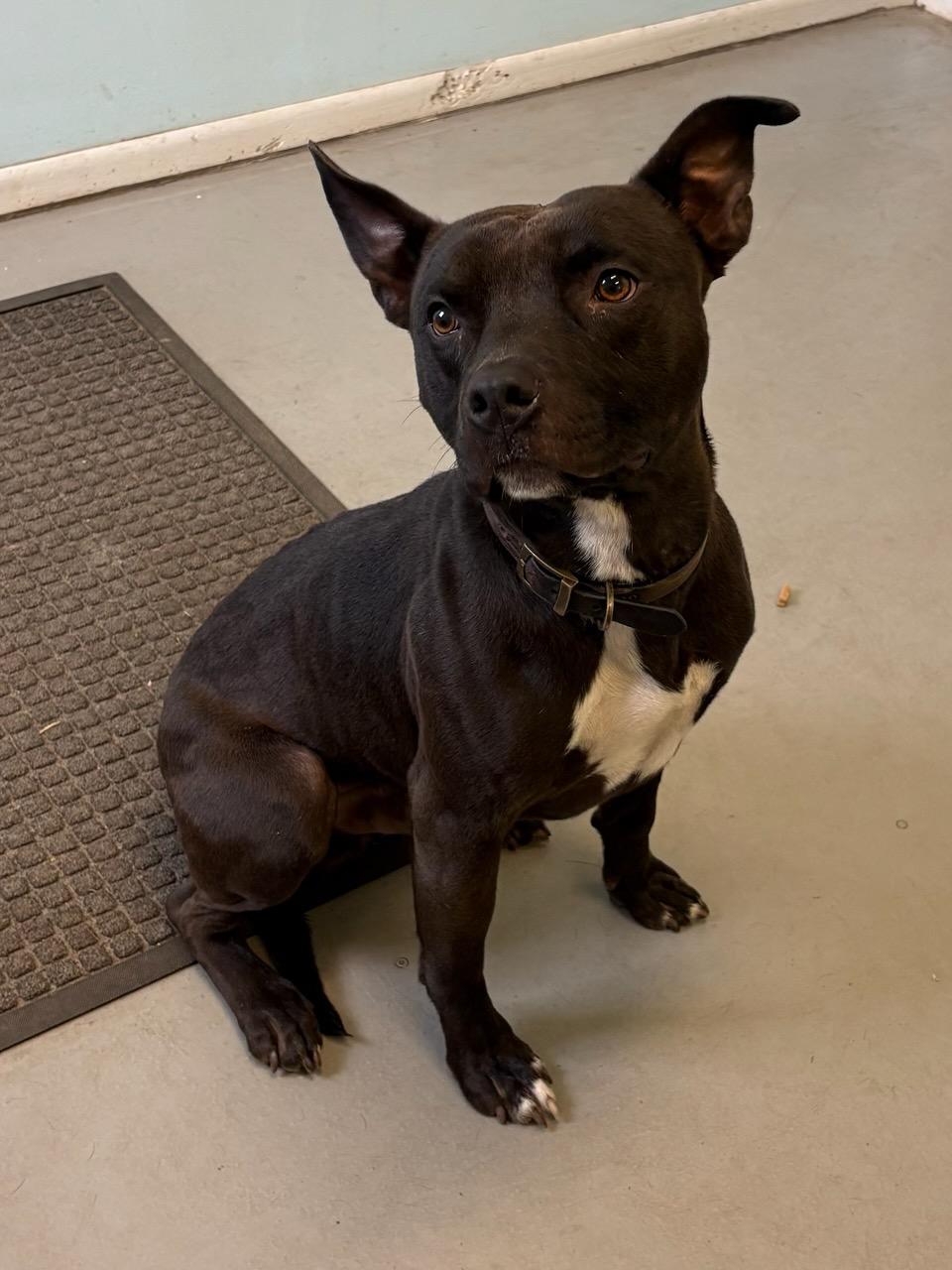 Enlarge Blue, a Adoptable Mixed Breed in Big Rapids, MI image 5/5