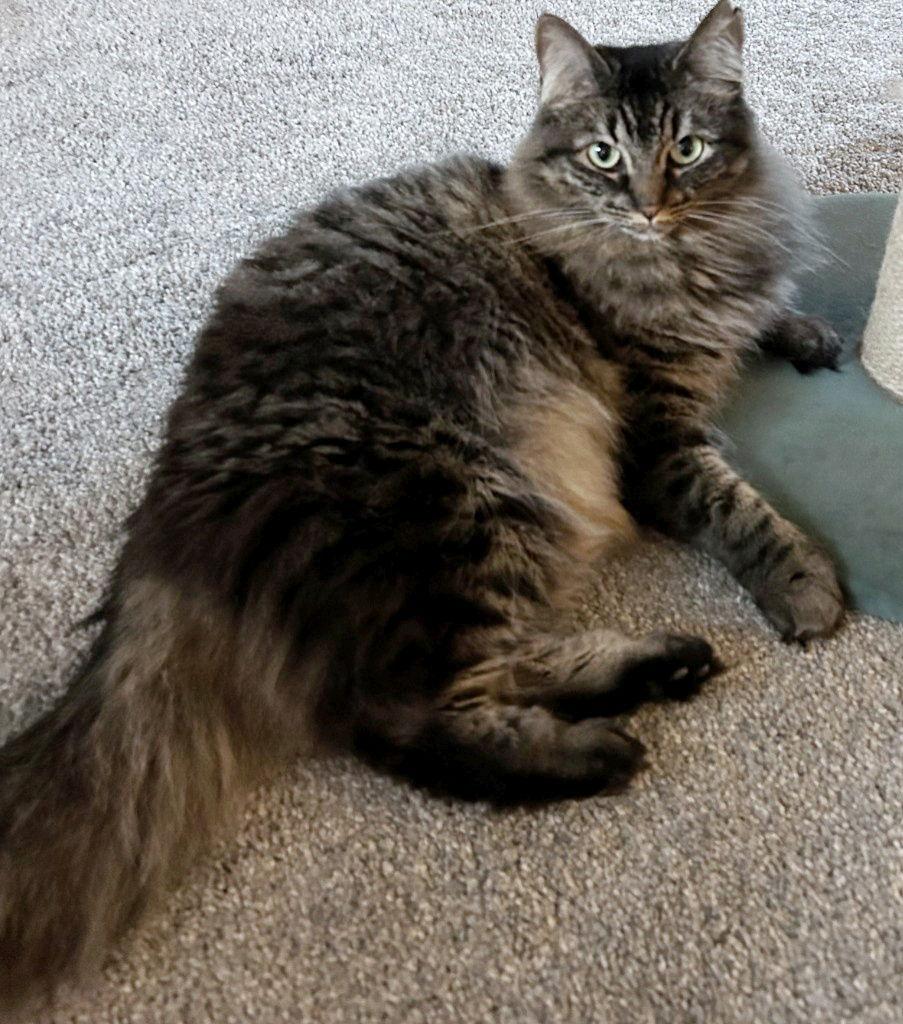 MISS BUSTER #1778 -Offered by Owner -Young Fluffy, Adoptable, Adult Female Tabby & Maine Coon.