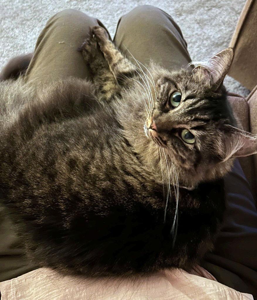 Enlarge MISS BUSTER #1778 -Offered by Owner -Young Fluffy, a Adoptable mixed breed in Hillsboro, OR image 2/3