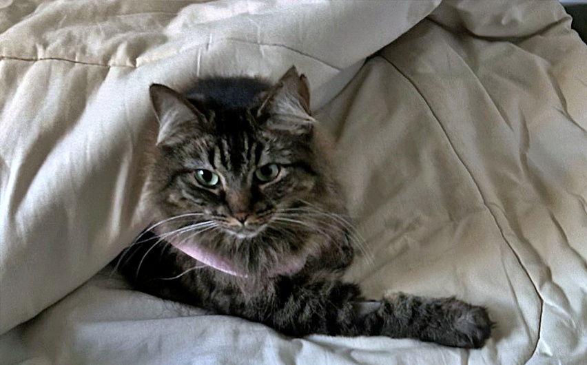 Enlarge MISS BUSTER #1778 -Offered by Owner -Young Fluffy, a Adoptable mixed breed in Hillsboro, OR image 3/3