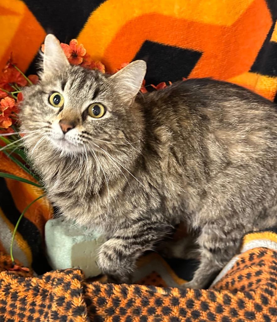 3/28/26 Momma Minnie, Adoptable, Young Female Domestic Long Hair.