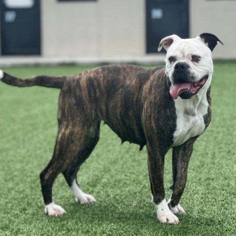 Sasha, Adult Female American Bulldog