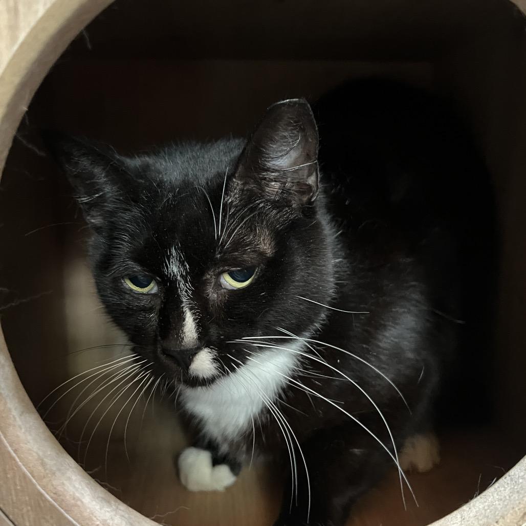 Enlarge Rickie, a Adoptable Domestic Short Hair in Folsom, LA image 1/2