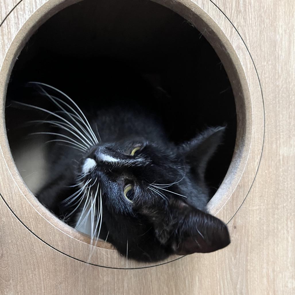 Enlarge Rickie, a Adoptable Domestic Short Hair in Folsom, LA image 2/2