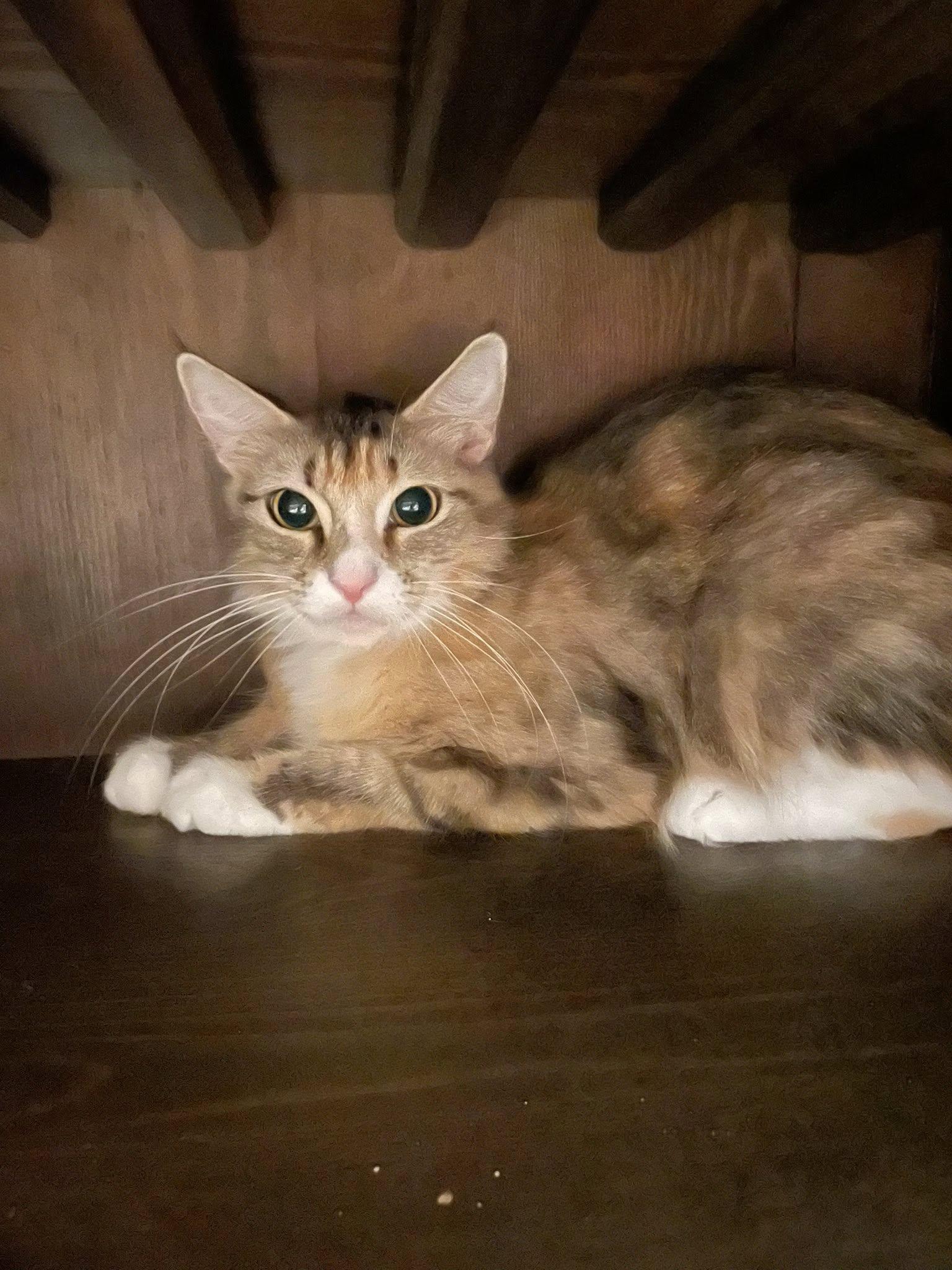 Auburn
