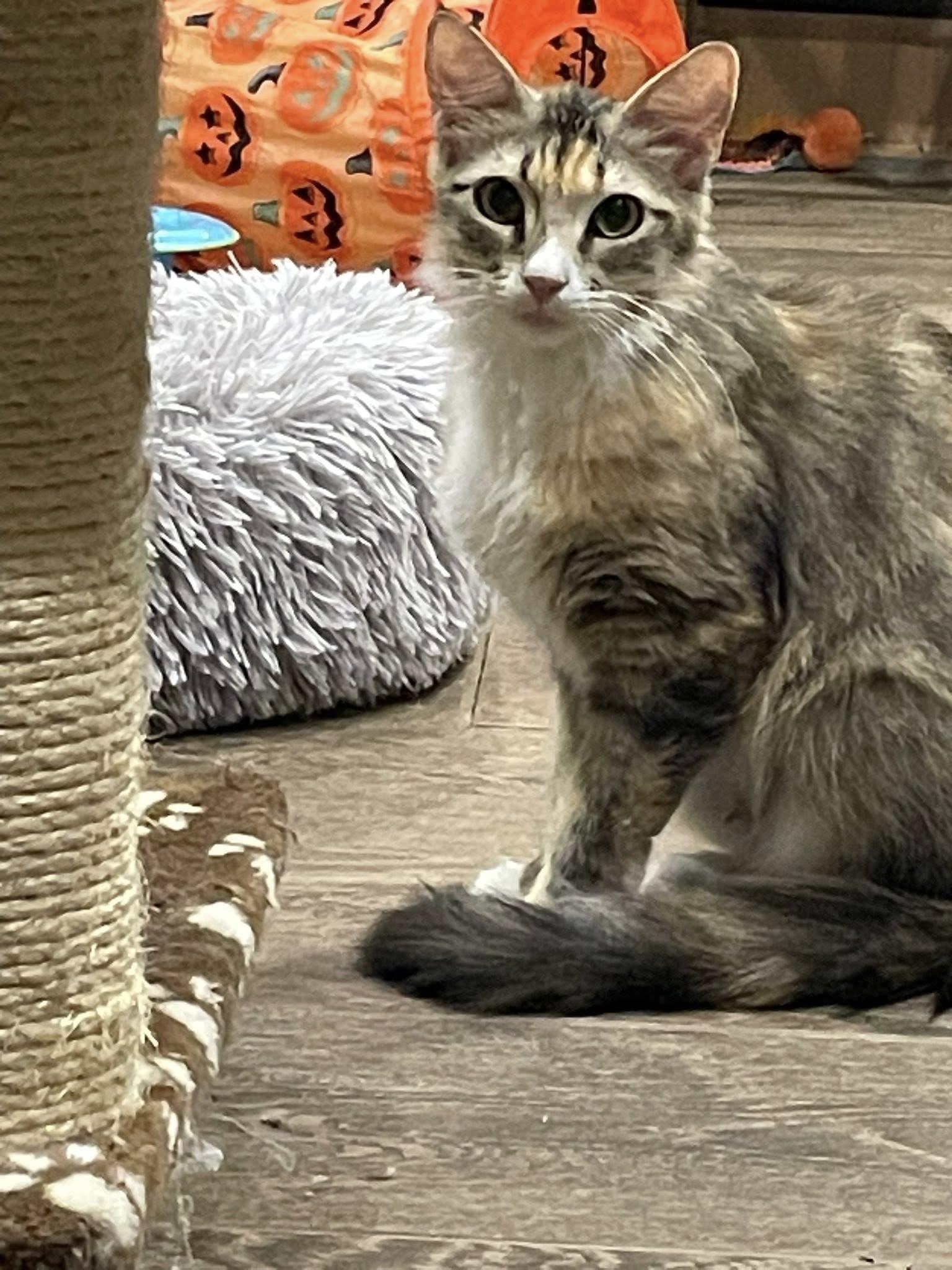 Auburn