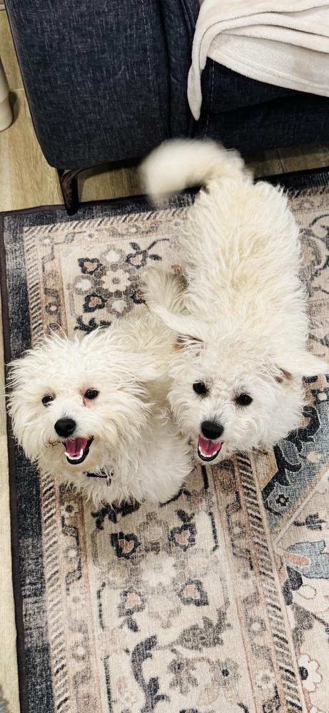 Sheep, Adoptable, Adult Female Poodle.