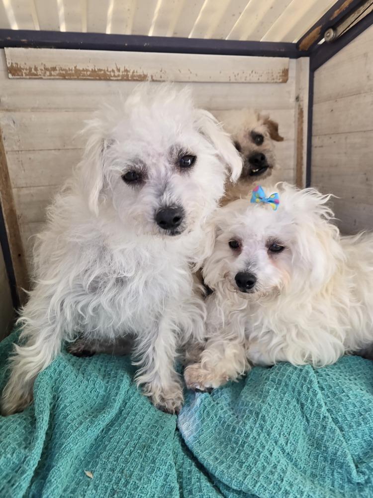 Sheep, Adoptable, Puppy Female Poodle.