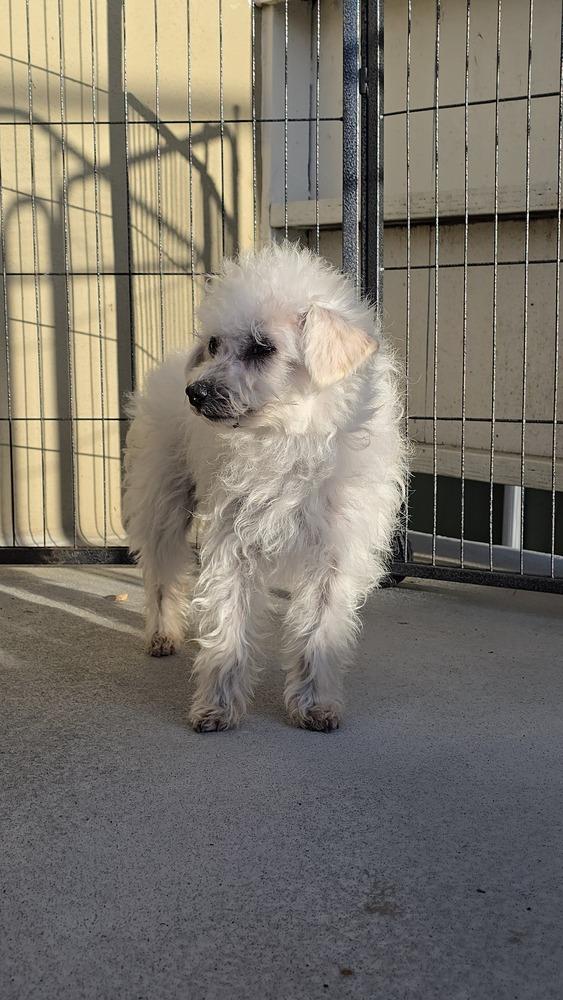 Enlarge Sheep, a Adoptable mixed breed in Pacifica, CA image 3/4