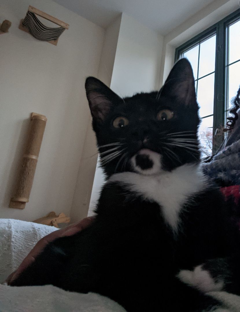 Rudy (bonded pair with Tootsie), a Adoptable Tuxedo in New York, NY image 1/11