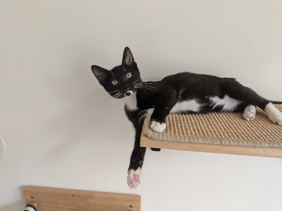 Rudy (bonded pair with Tootsie), a Adoptable Tuxedo in New York, NY image 2/11