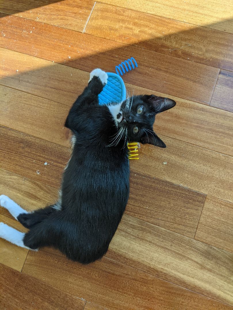 Rudy (bonded pair with Tootsie), a Adoptable Tuxedo in New York, NY image 3/11